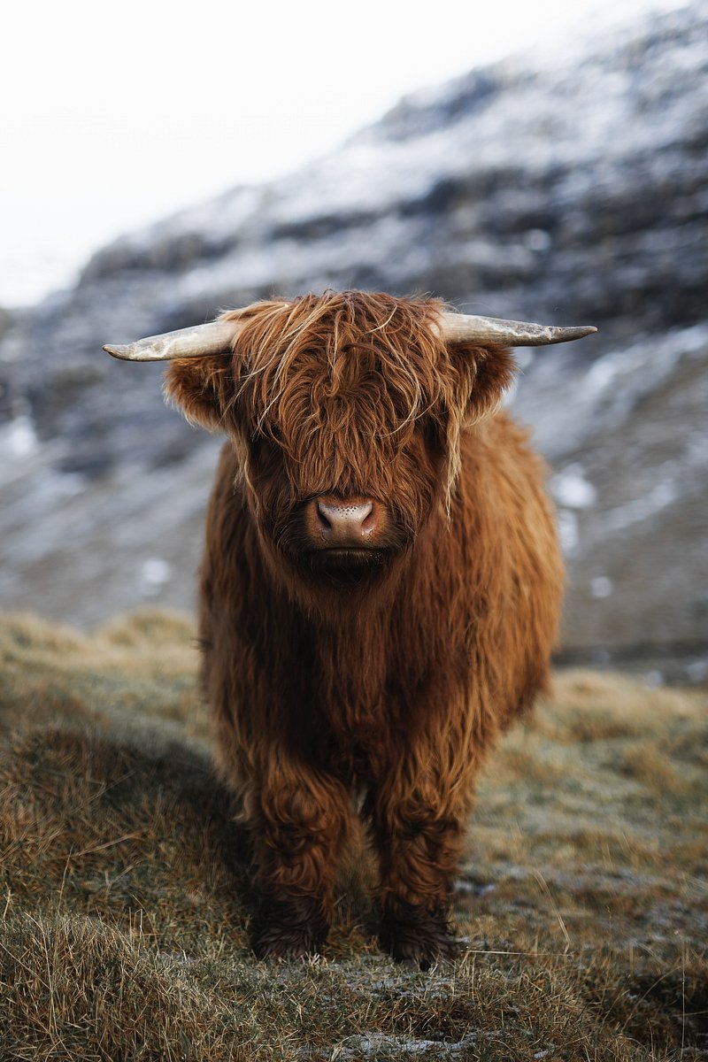 Highland Cow Calf Image. Free Photo
