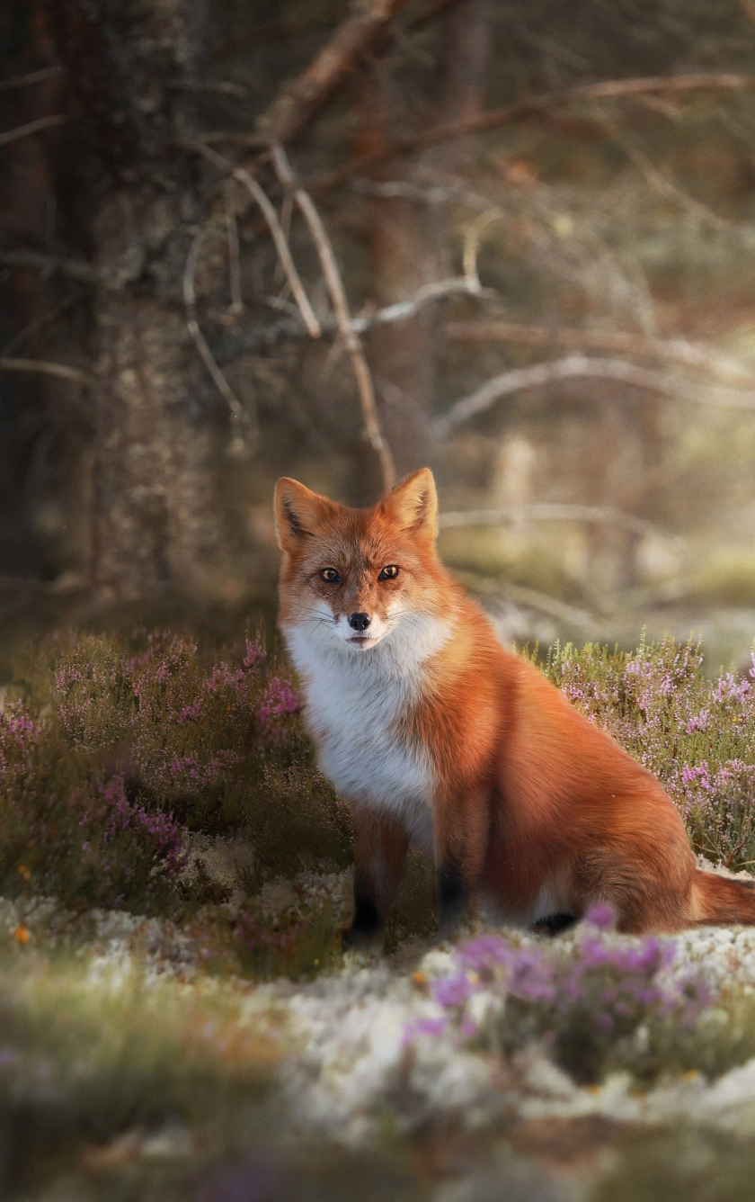 wallpaper 840x1336 wildlife, meadow