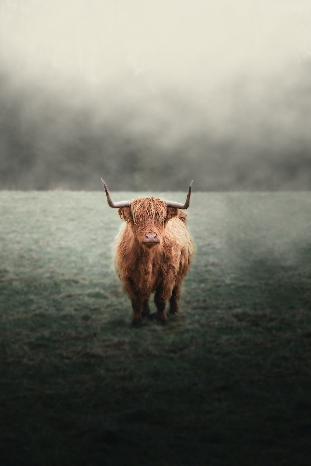 50,Highland Cattle Picture. Download Free Image