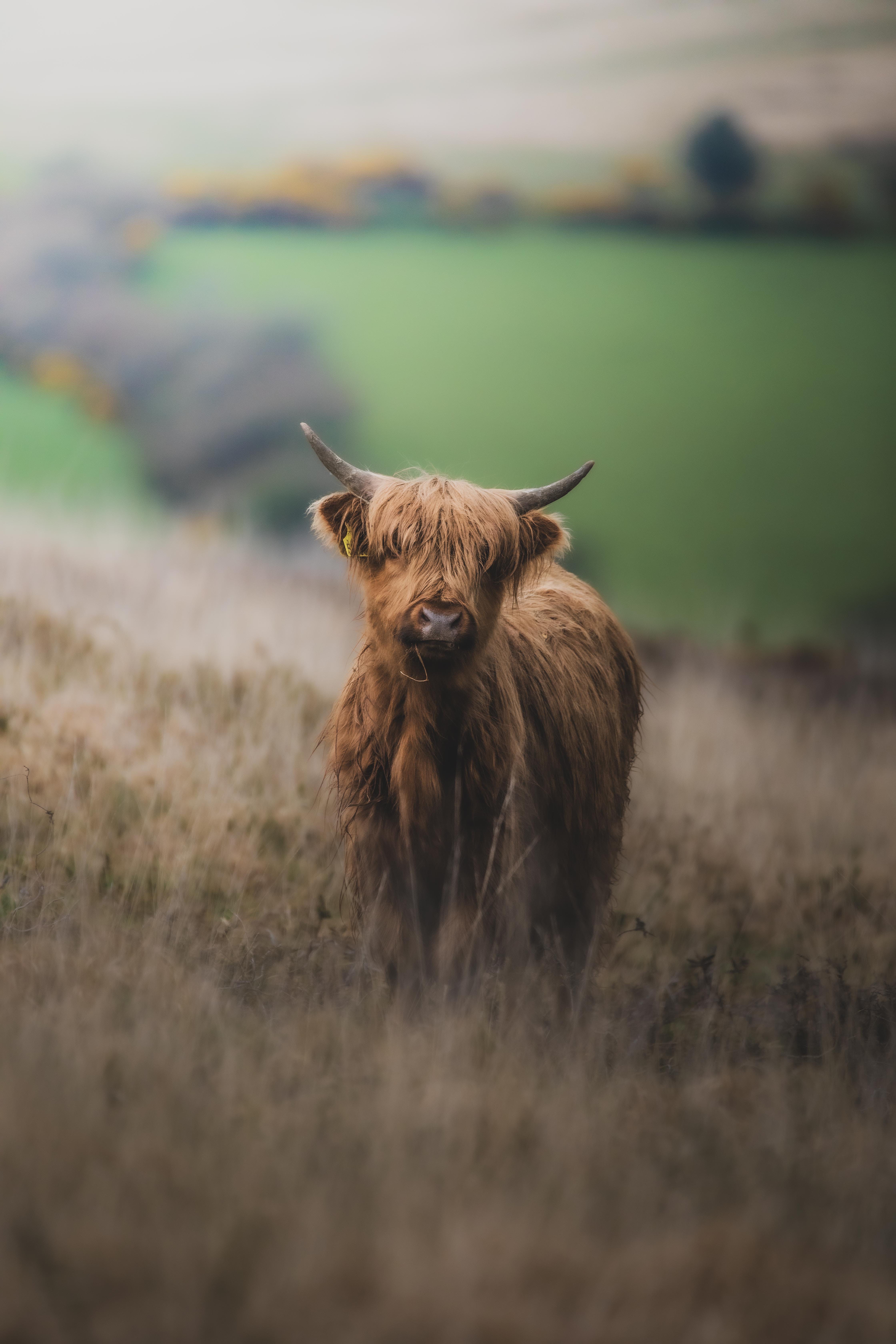 A Highland Cow in a Field · Free
