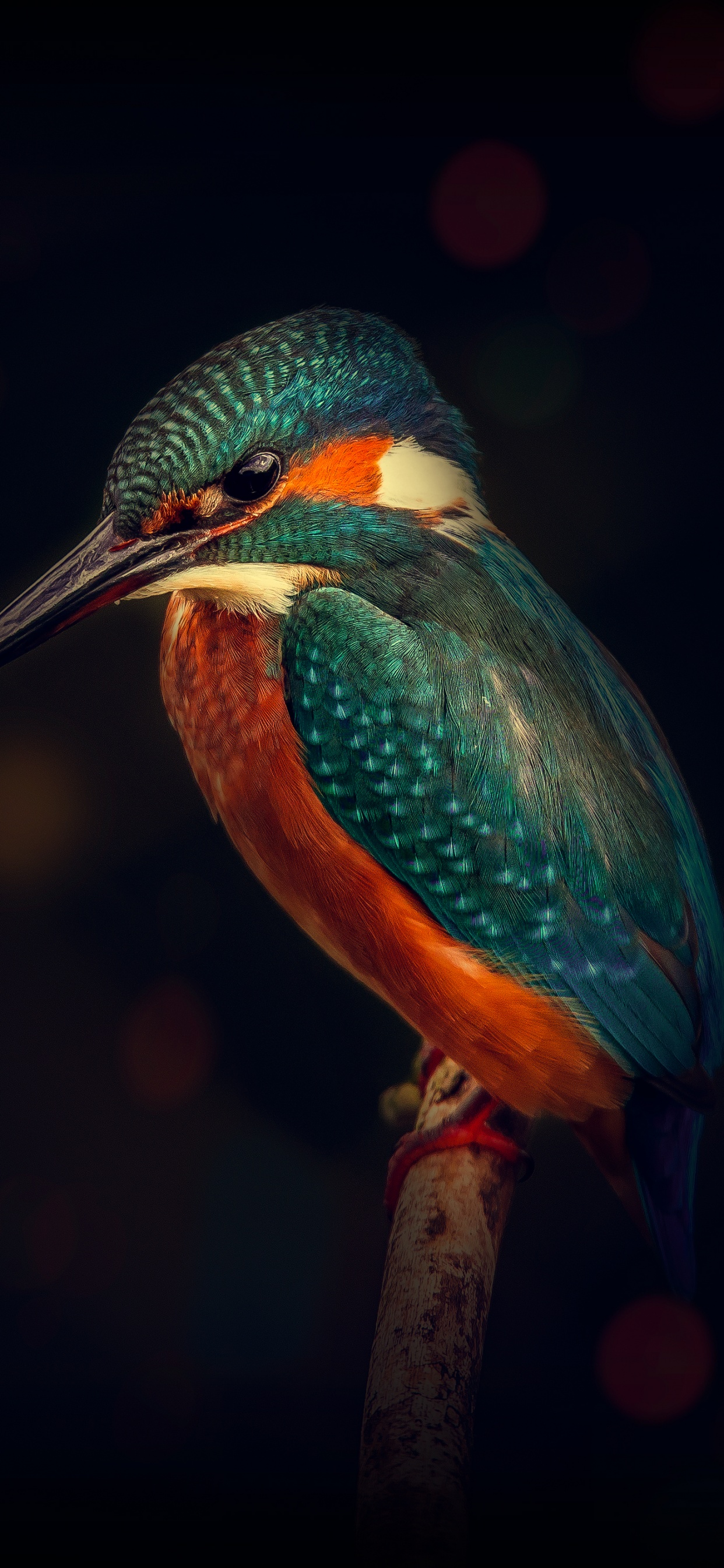 Kingfisher Wallpaper 4K, Bird, Wildlife