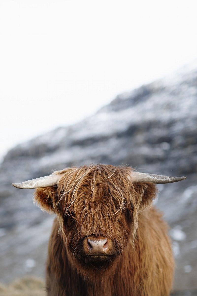 Highland Cow Image Wallpaper