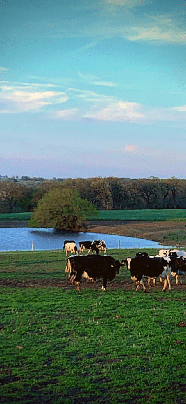 Cow Phone Wallpaper Farm