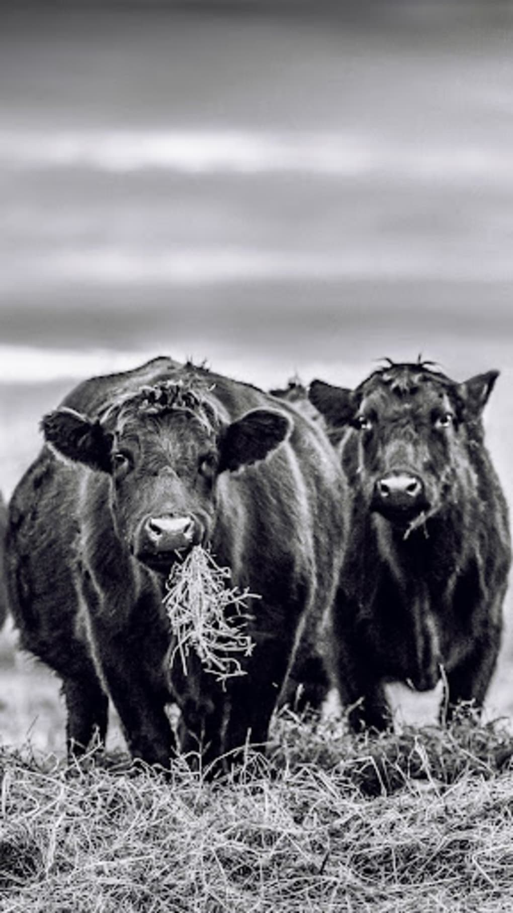 Cow Wallpaper for Android