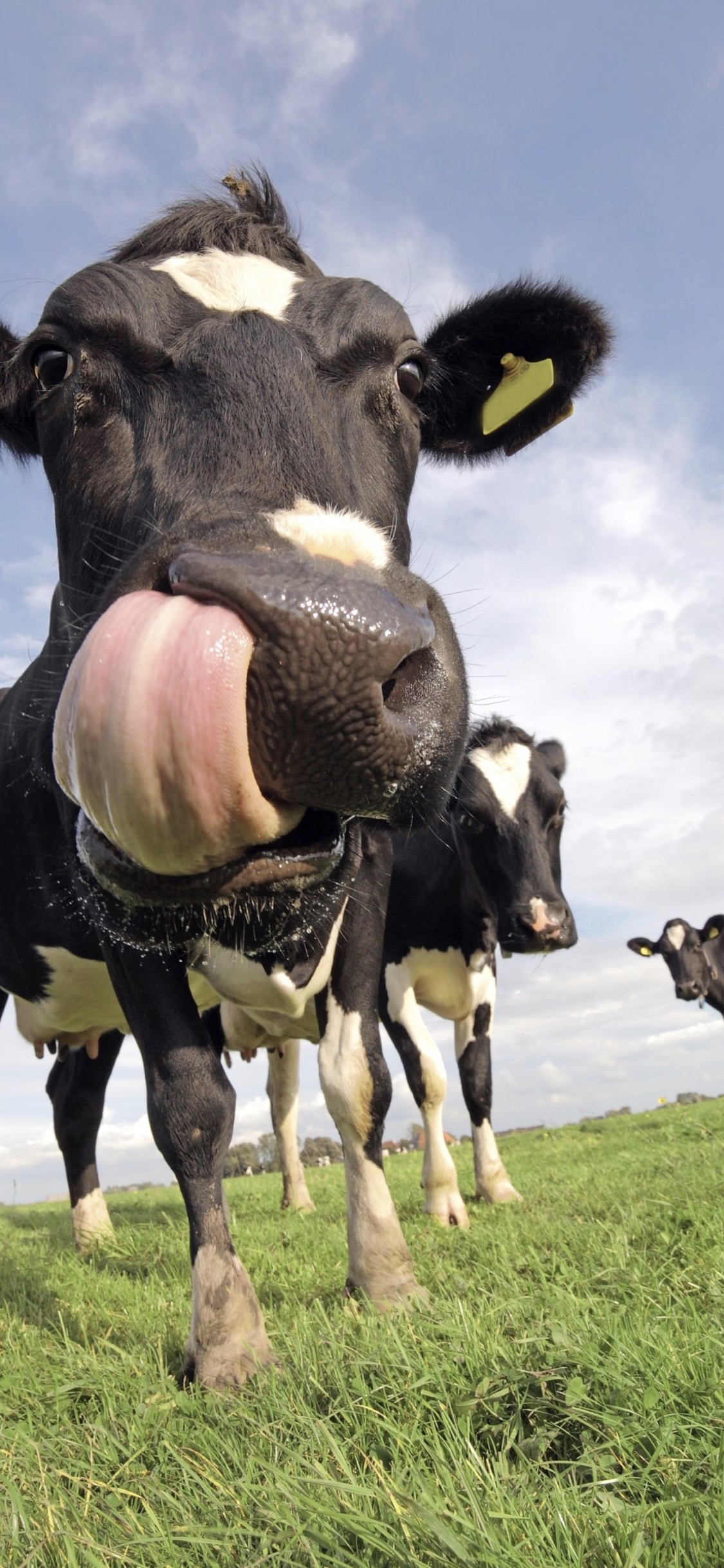 Cattle animal sky. wallpaper.sc iPhoneXS