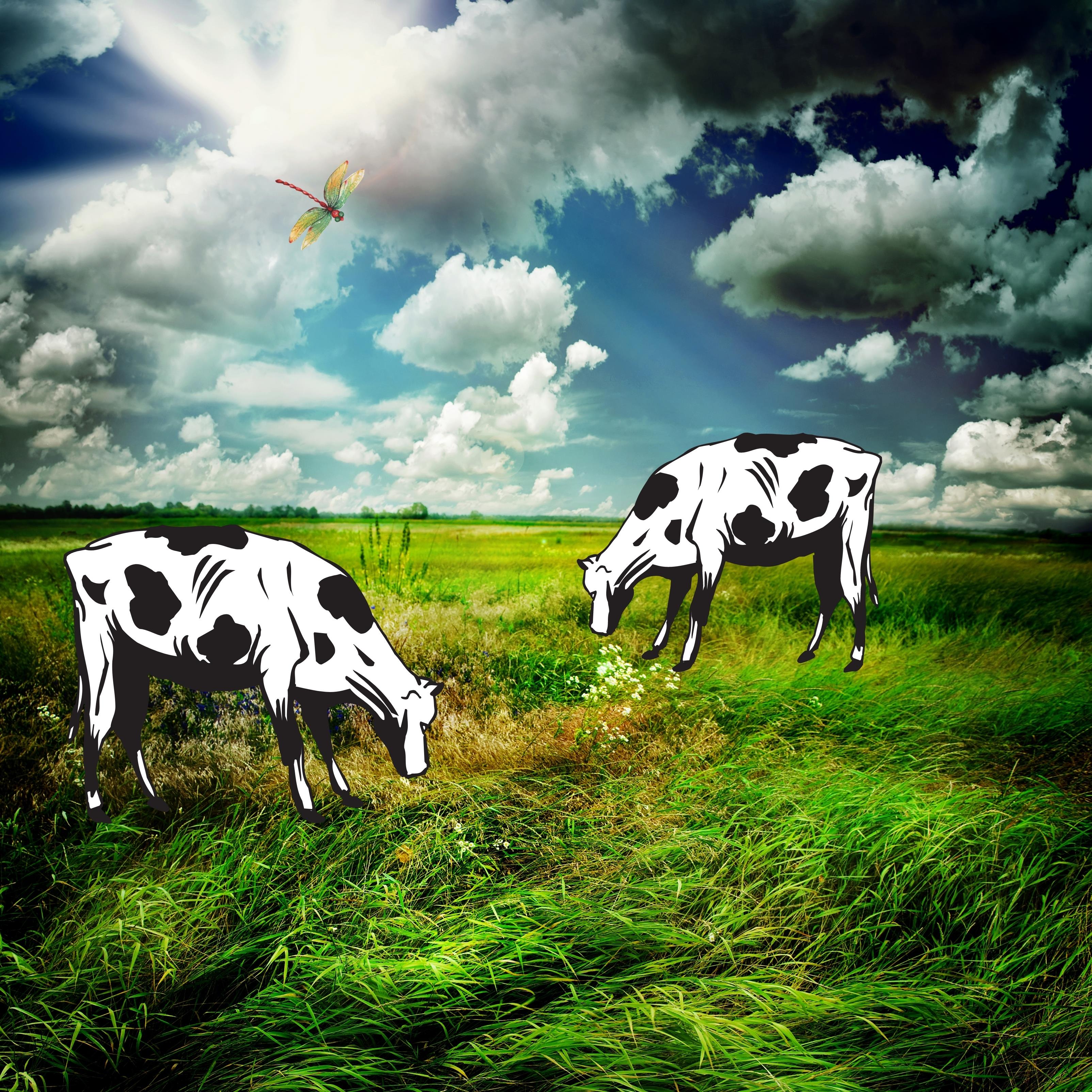 Nature Grass Sky Clouds Cows iPad