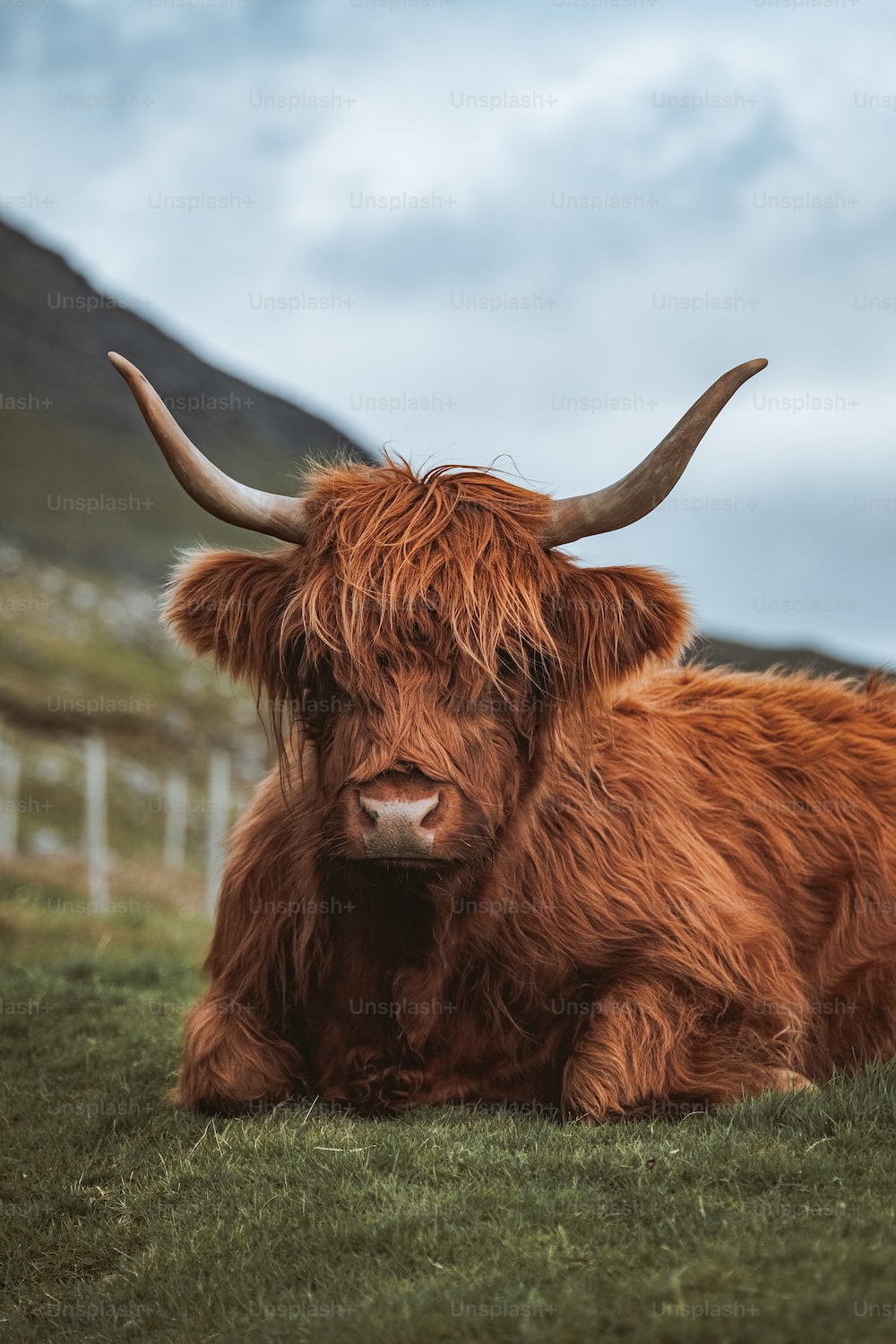 50,Highland Cattle Picture. Download Free Image