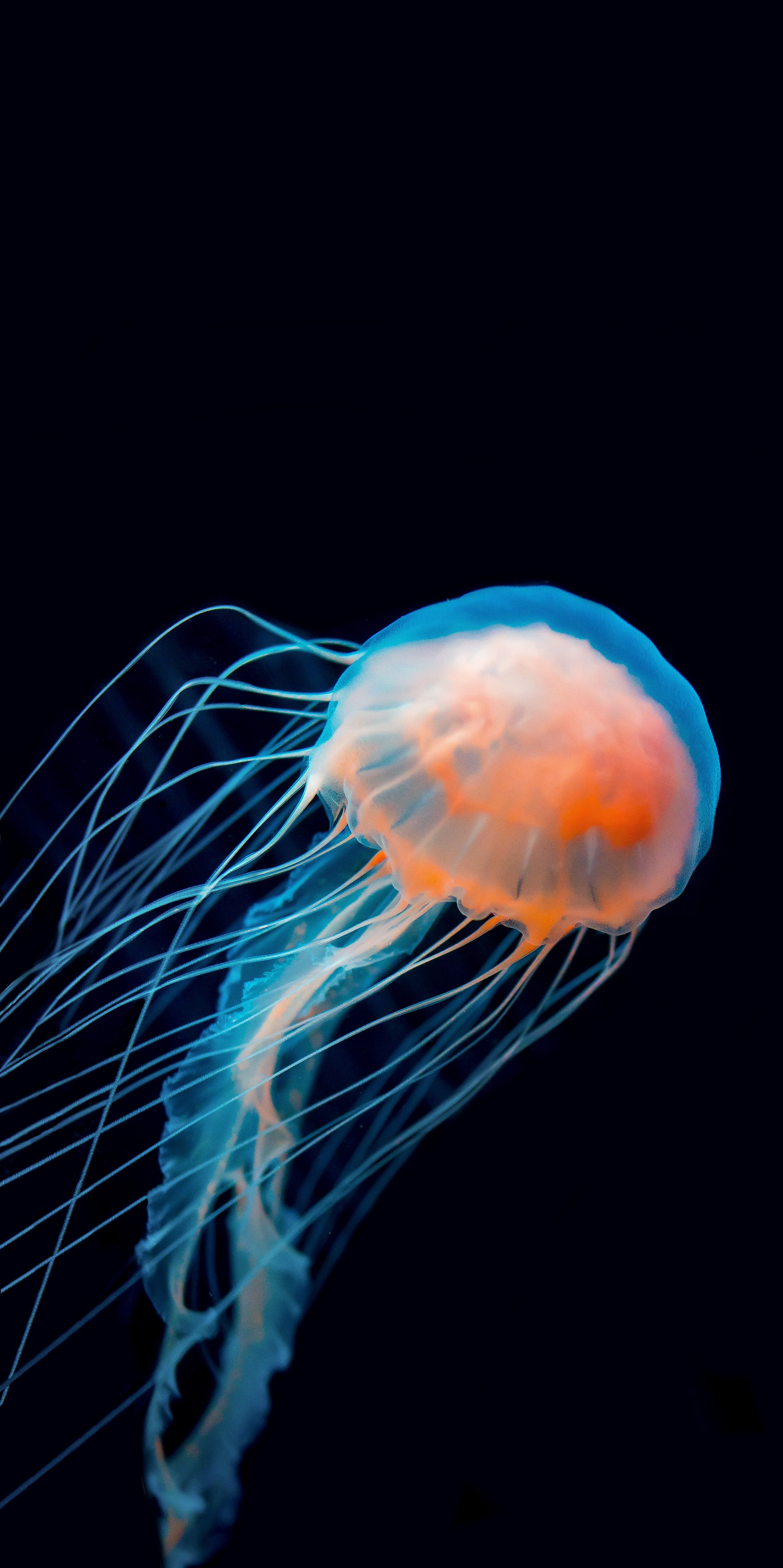 Download Jellyfish wallpaper for mobile phone, free Jellyfish HD picture