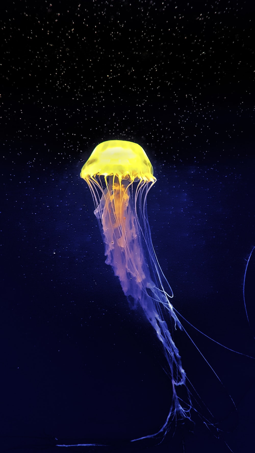 Jellyfish Picture [HD]. Download Free Image