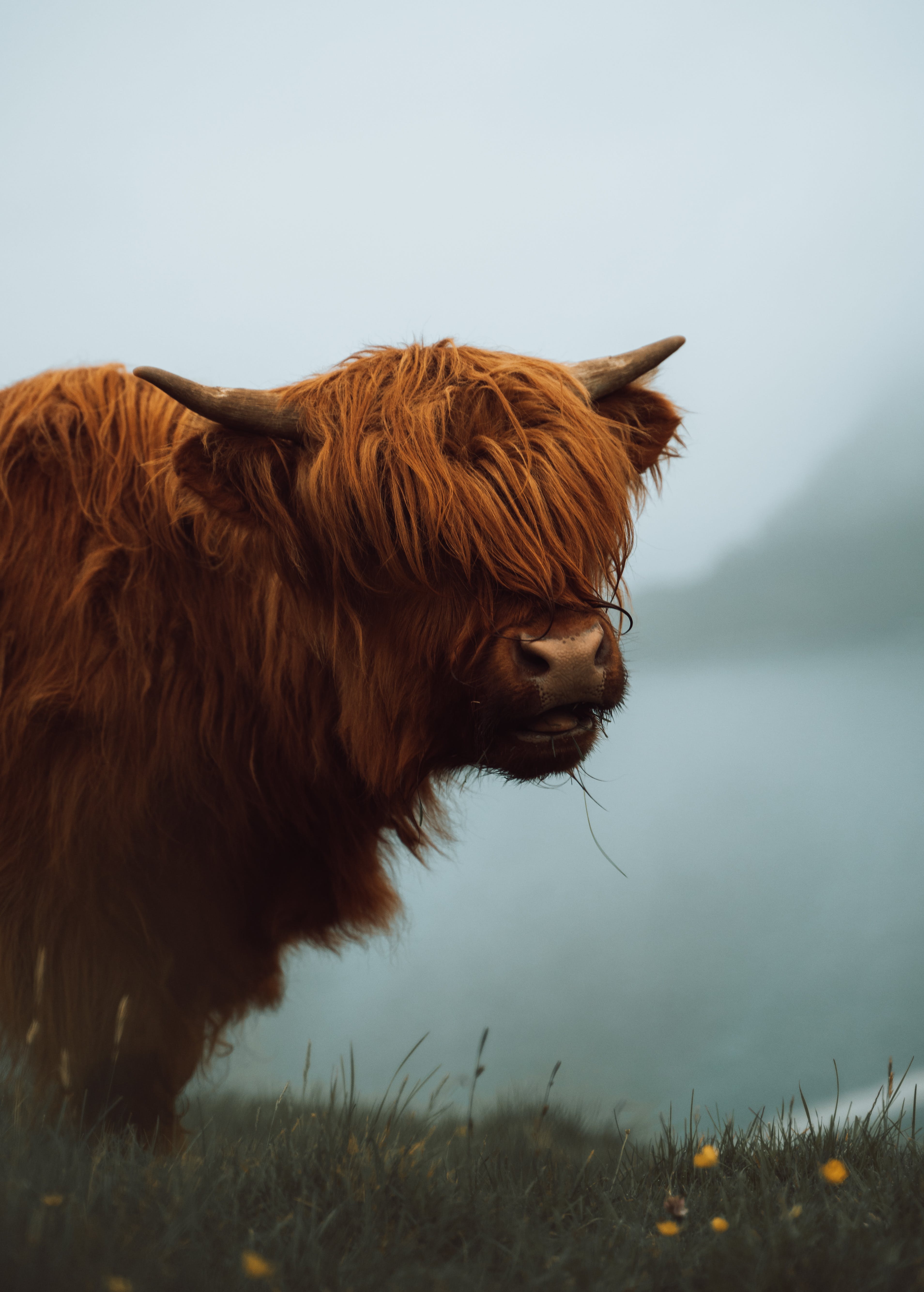 Highland Cattle Photo, Download The BEST Free Highland Cattle & HD Image