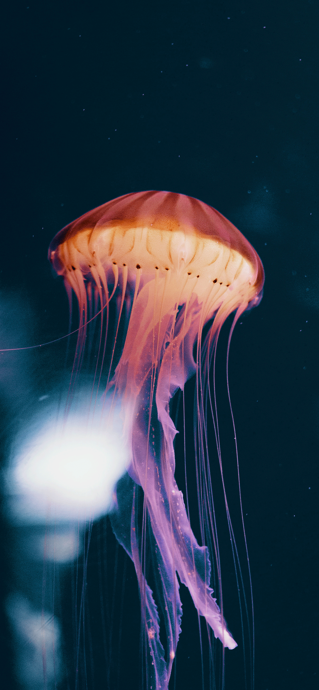 Jellyfish Wallpaper for iPhone 11, Pro Max, X, 8, 7, 6