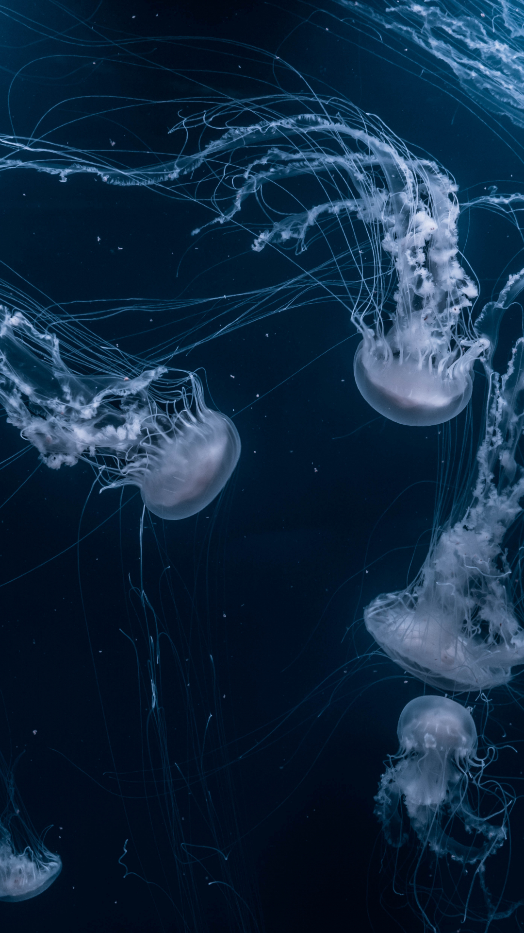 Jellyfish Depths iPhone Wallpaper
