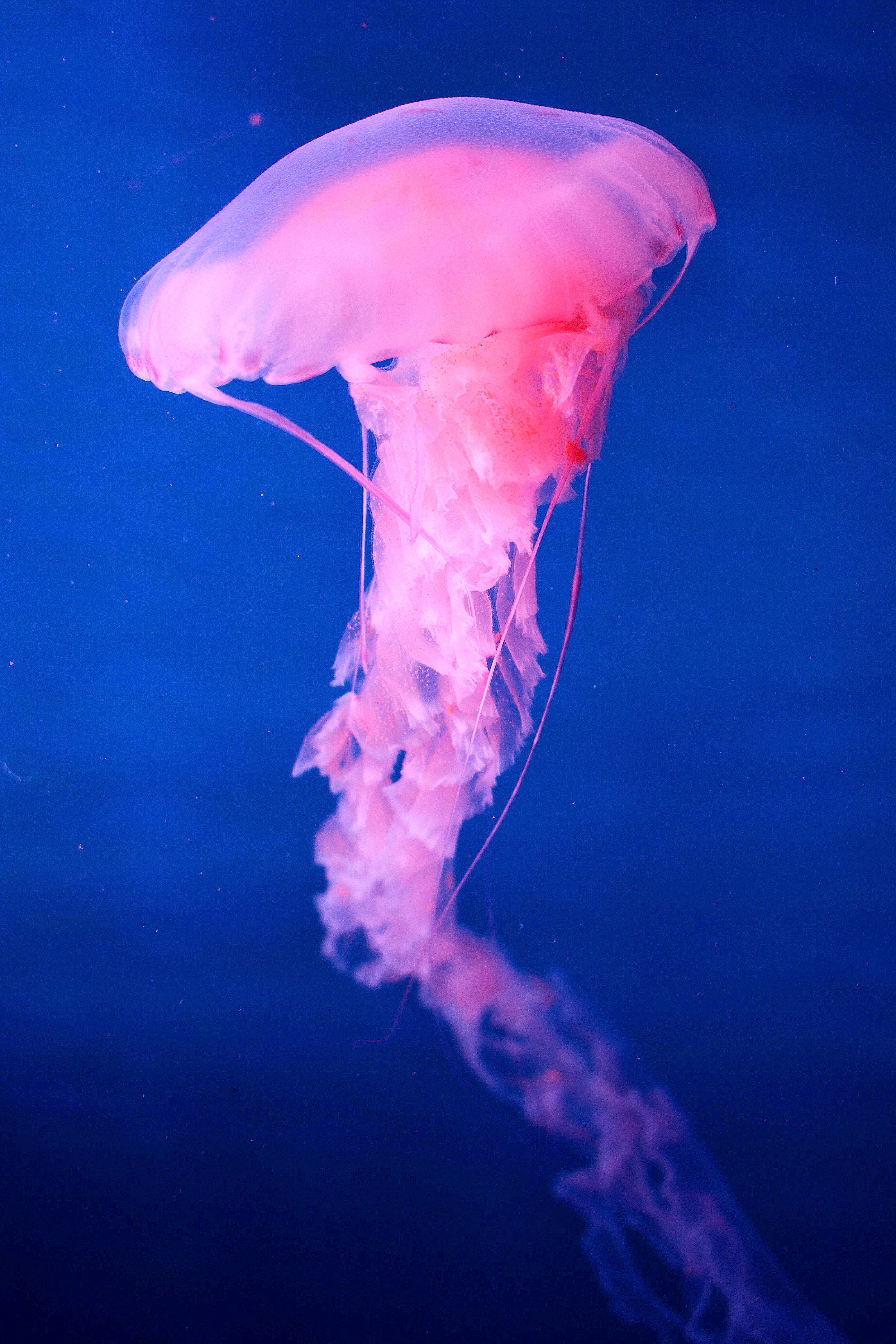 Jellyfish, Sea iPhone Wallpaper
