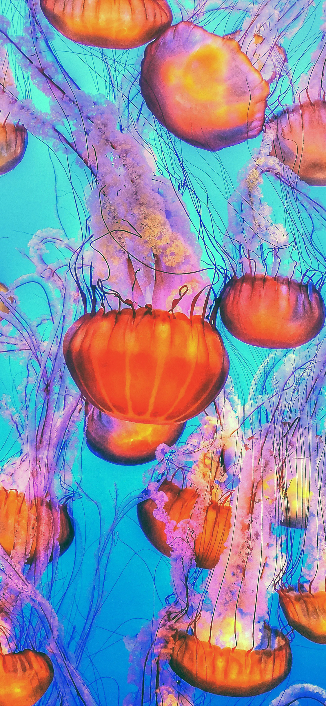 Jellyfish Water Ocean Orange Blue Wallpaper