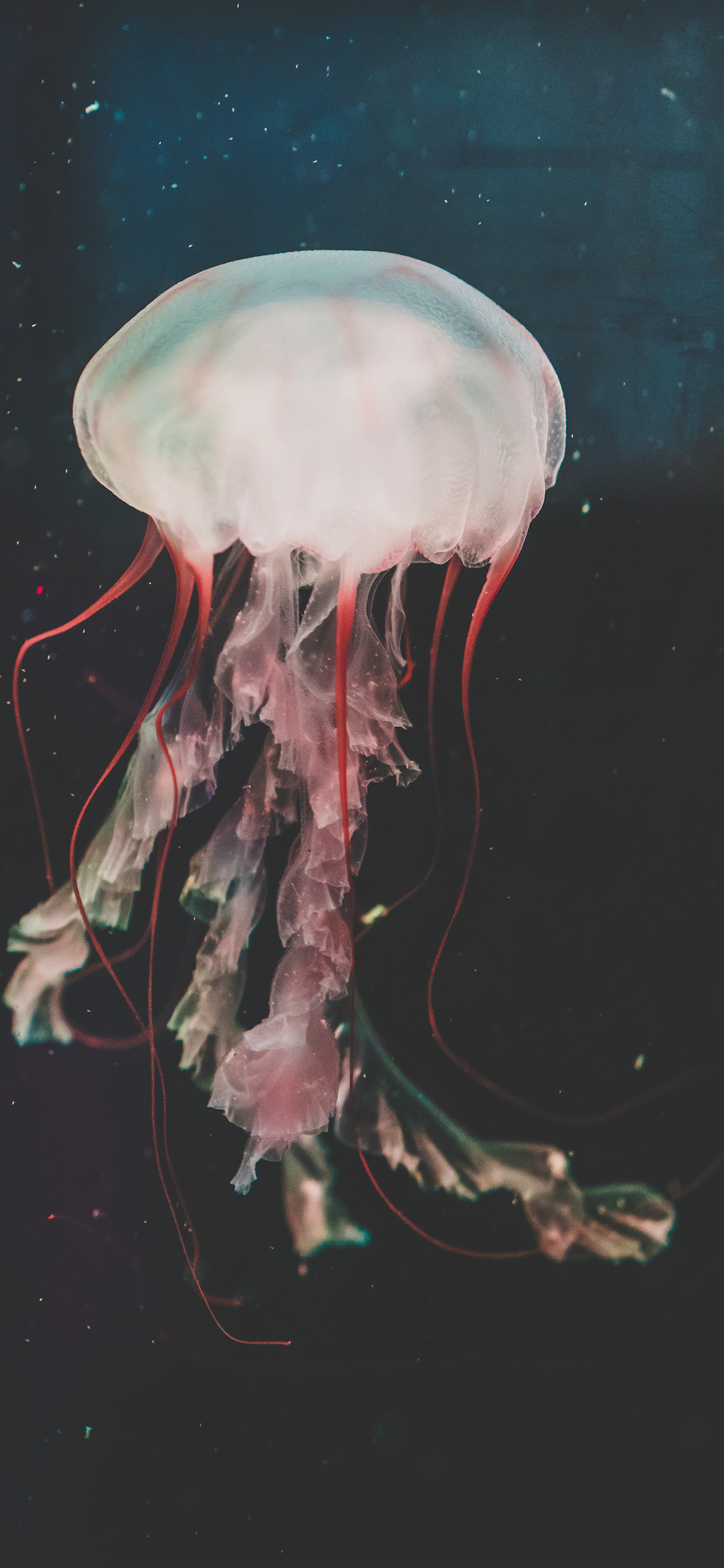 Jellyfish Wallpaper for iPhone 11, Pro Max, X, 8, 7, 6