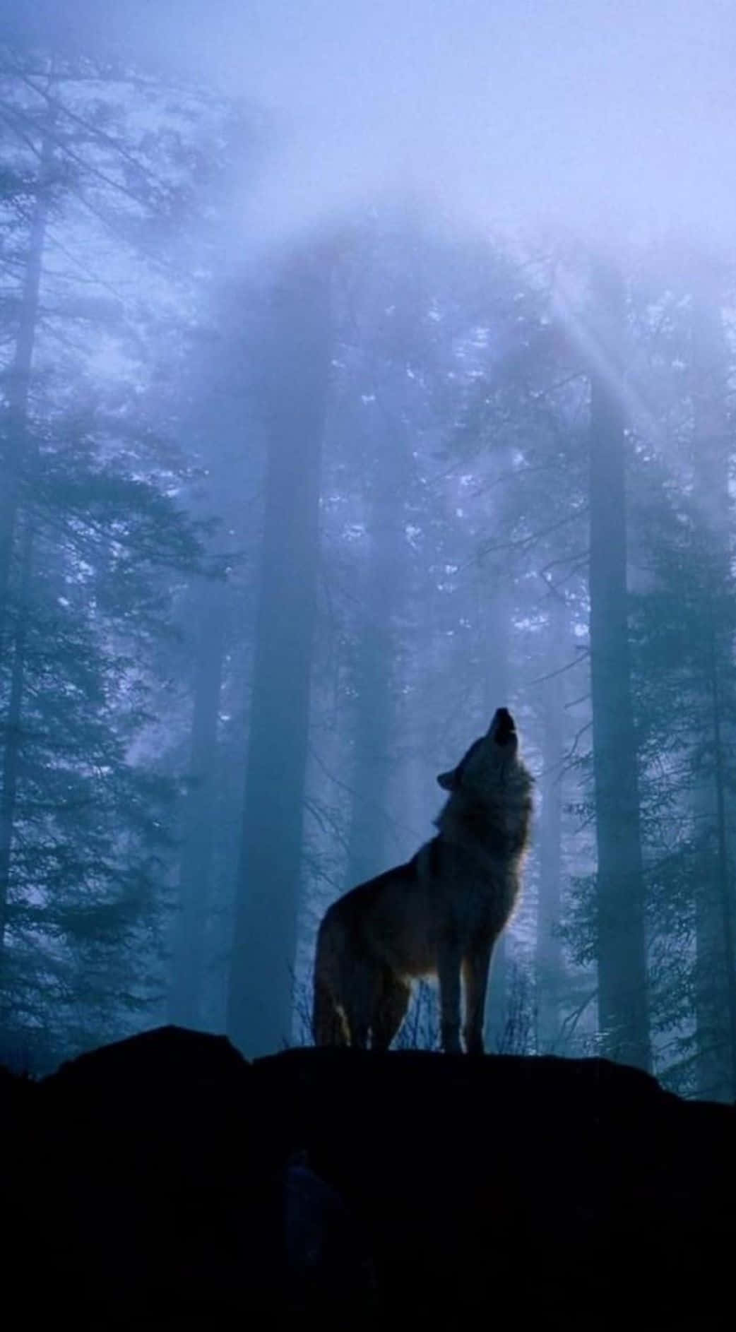 Wolf Phone Wallpaper