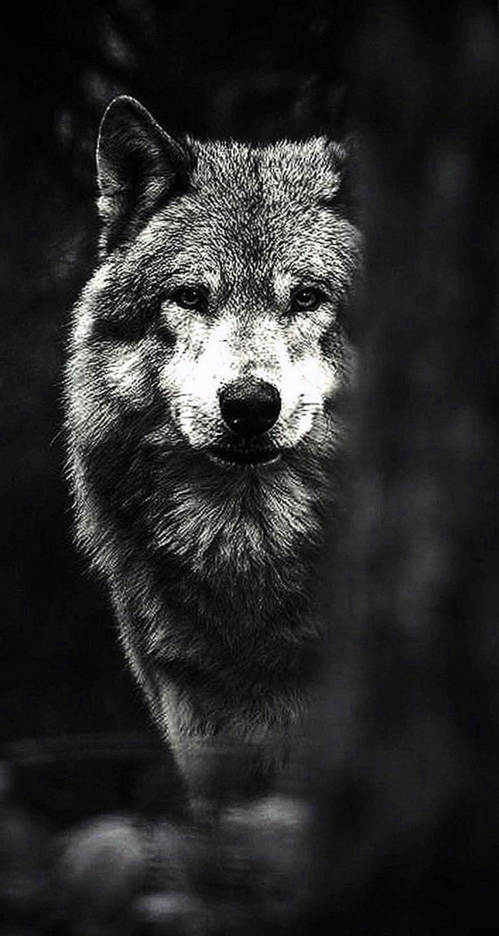 Phone Wallpaper Wolf. iPhone wallpaper wolf, Wolf wallpaper, Animal wallpaper