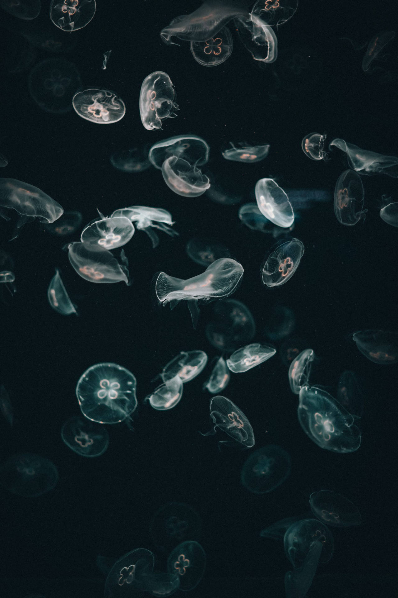 Download Jellyfish iPhone Dark Wallpaper