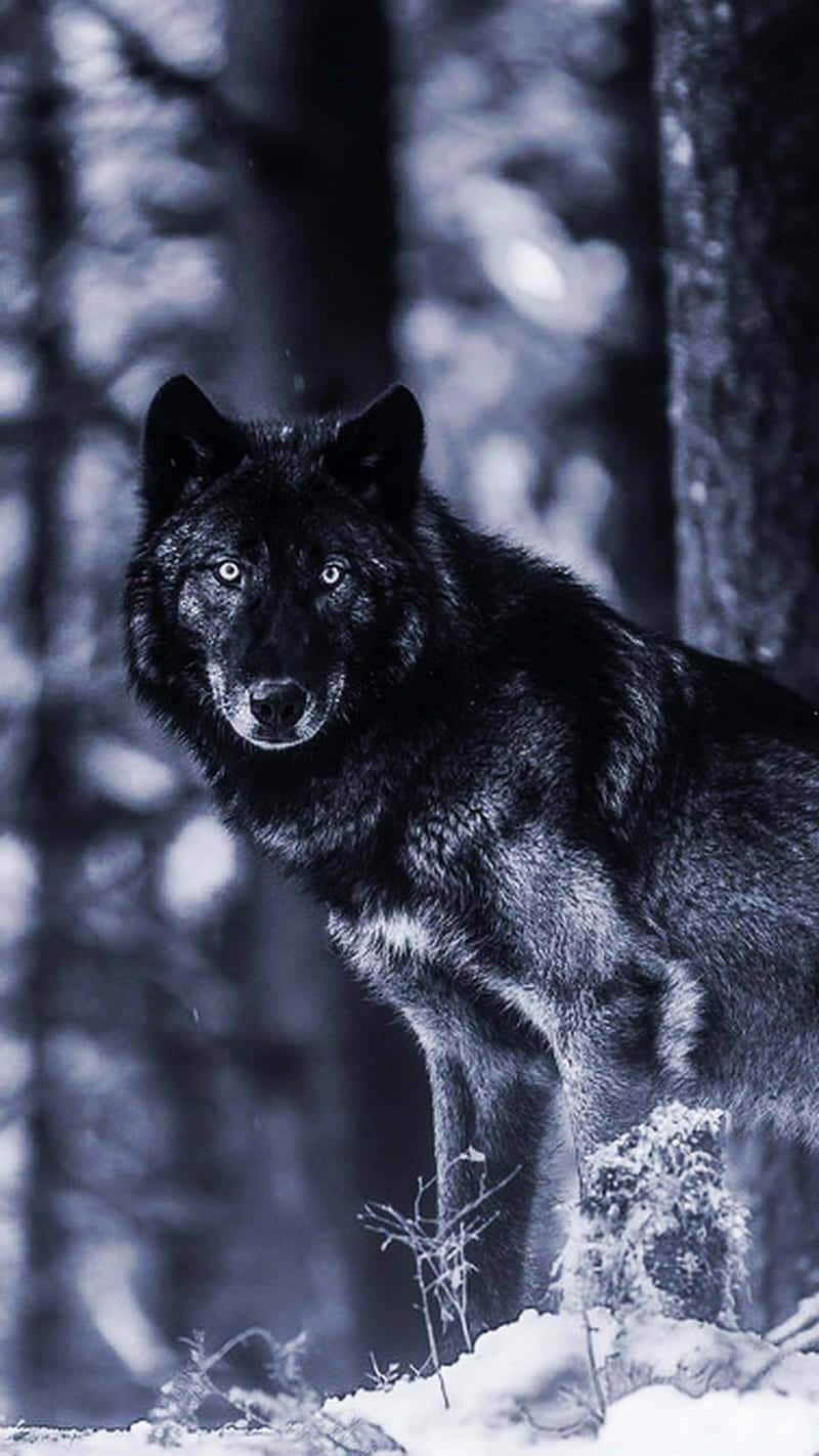 Download A Black Wolf Standing In The Snow Wallpaper