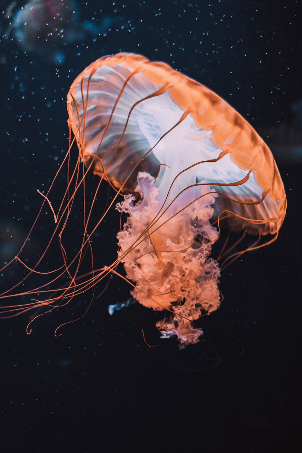 Jellyfish Picture [HD]. Download Free Image