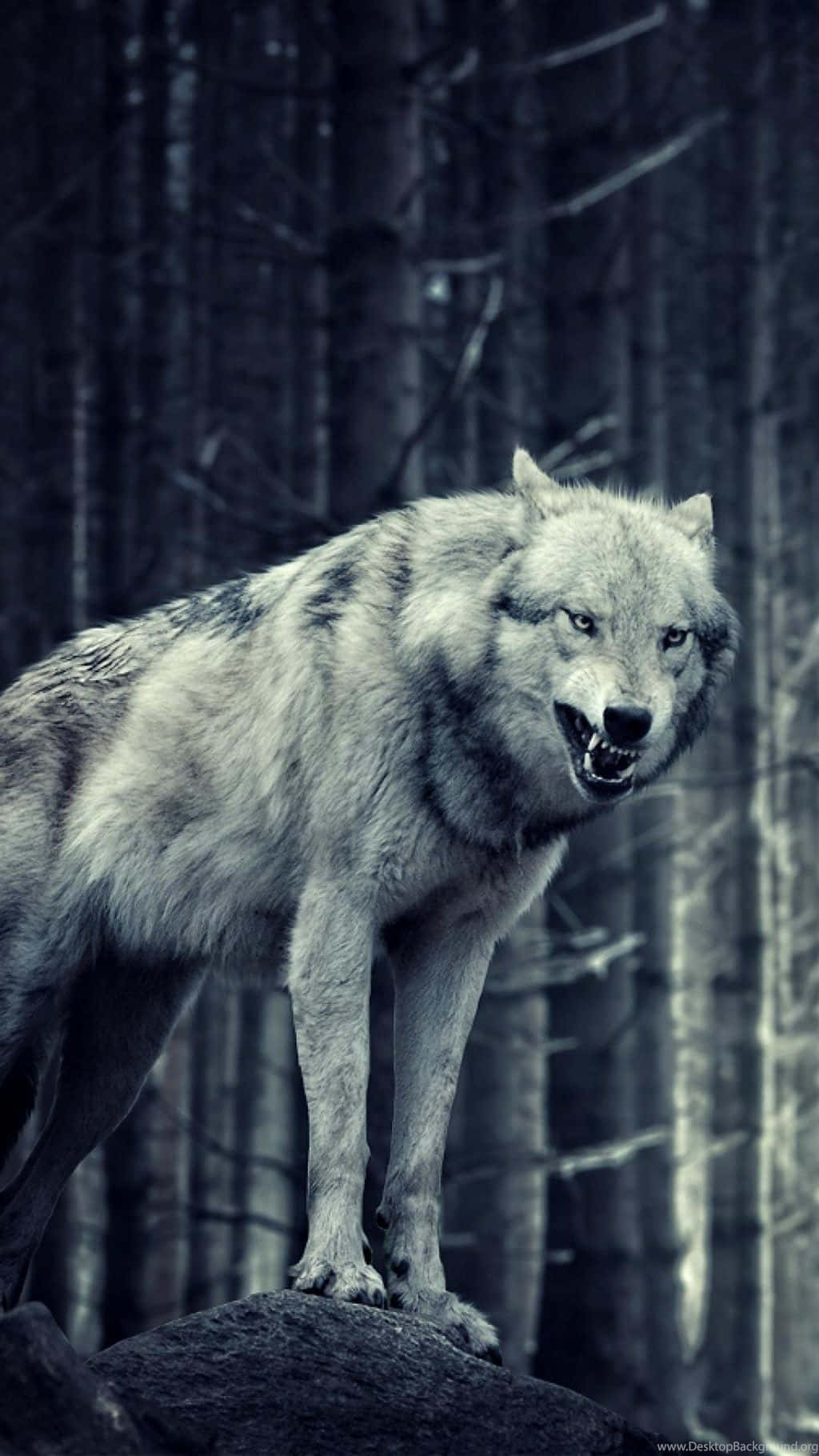Download A Wolf Standing On A Rock In The Woods Wallpaper