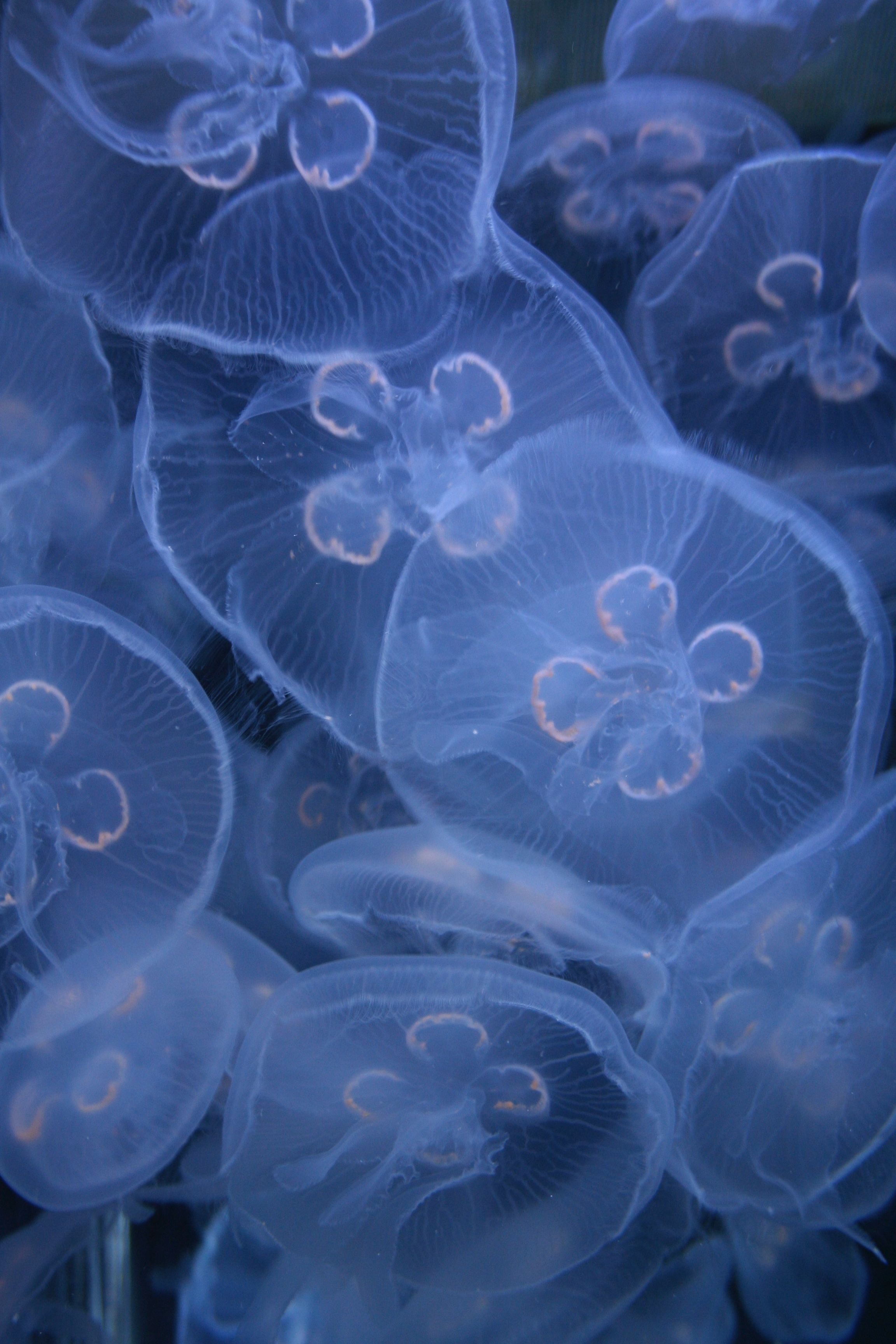 Jellyfish Bloom iPhone Wallpaper