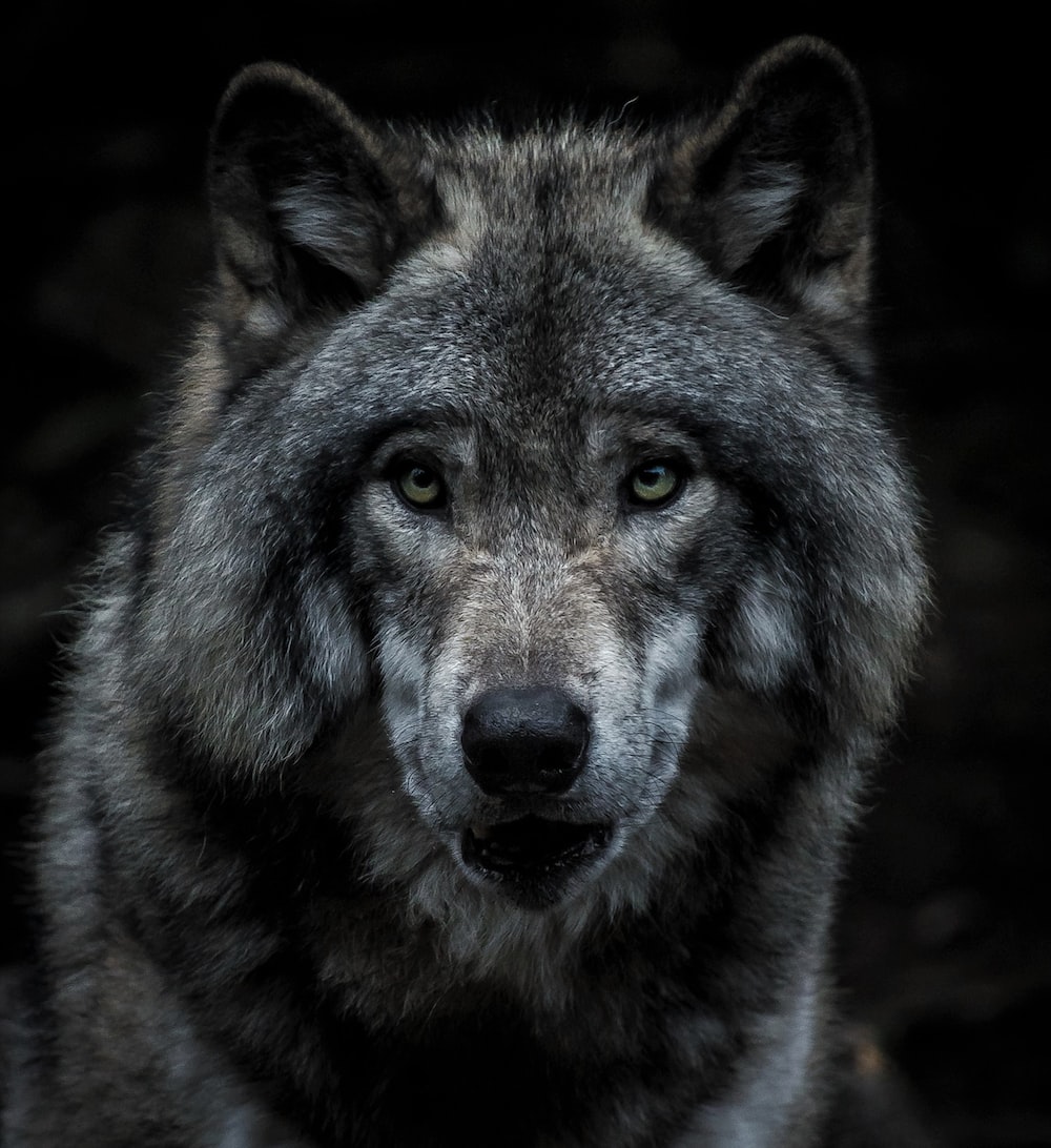 Wolf Wallpaper: Free HD Download