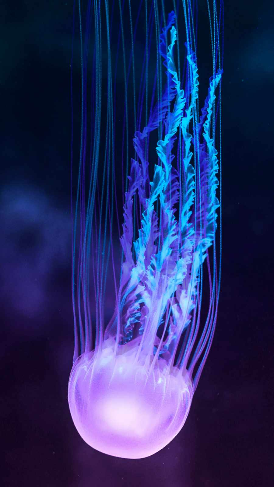 Jelly Fish IPhone Wallpaper Wallpaper, iPhone Wallpaper. HD wallpaper iphone, Jelly wallpaper, Snake wallpaper