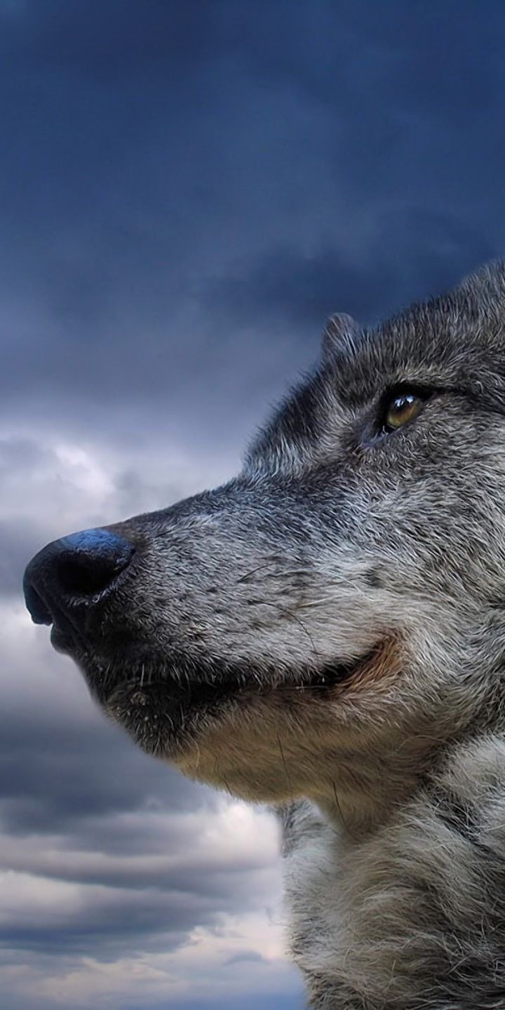 Download Gray Wolf wallpaper for mobile phone, free Gray Wolf HD picture