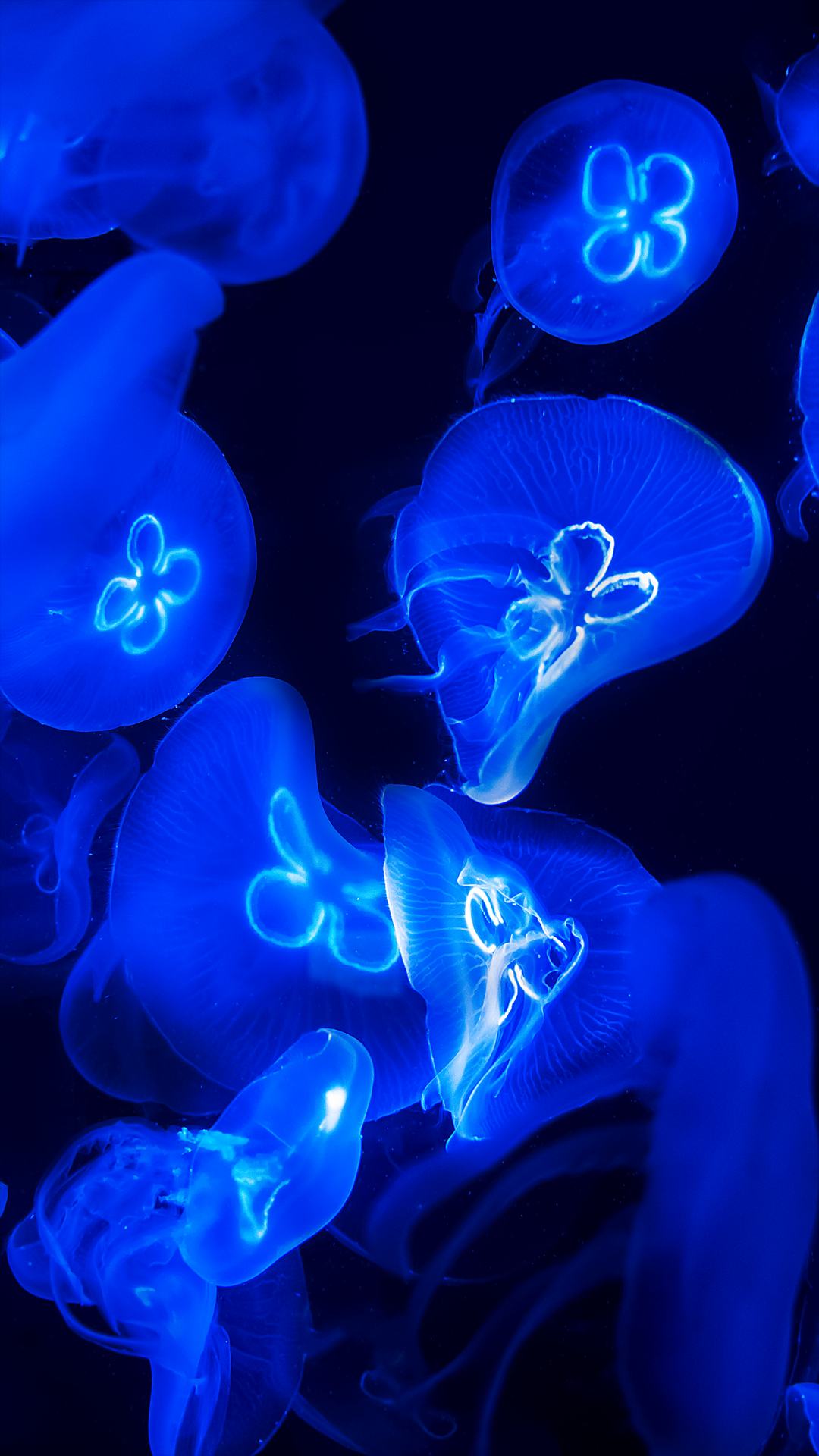 Blue Jellyfish Wallpaper HD