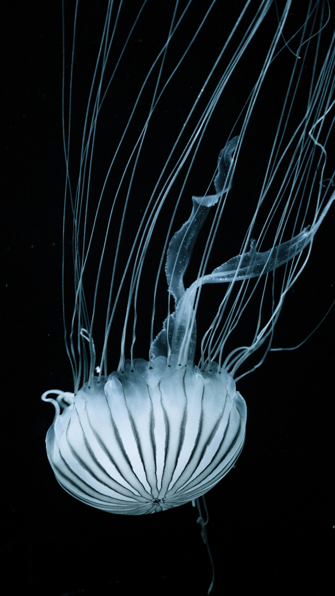Jellyfish, Bioluminescence iPhone Wallpaper