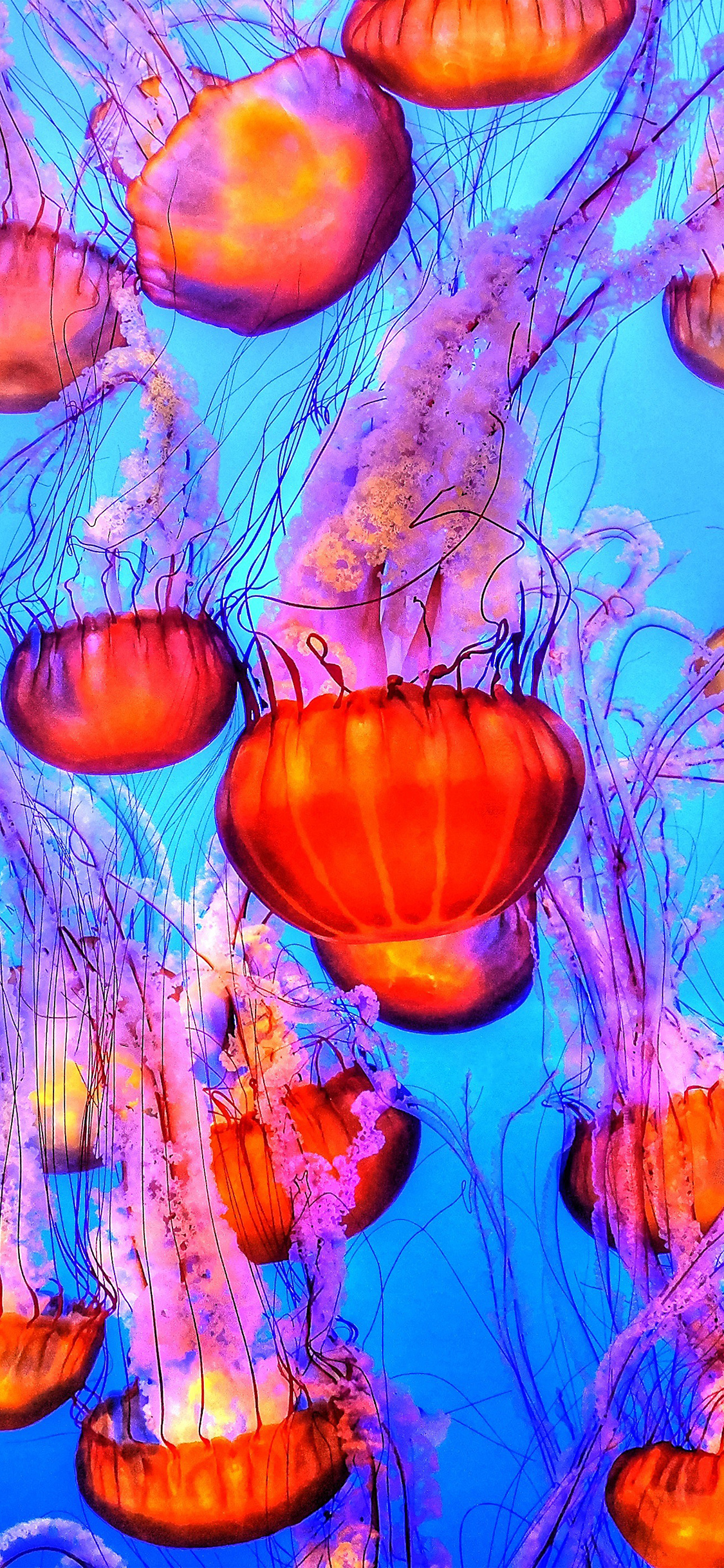 Jellyfish Water Ocean Red Blue Wallpaper