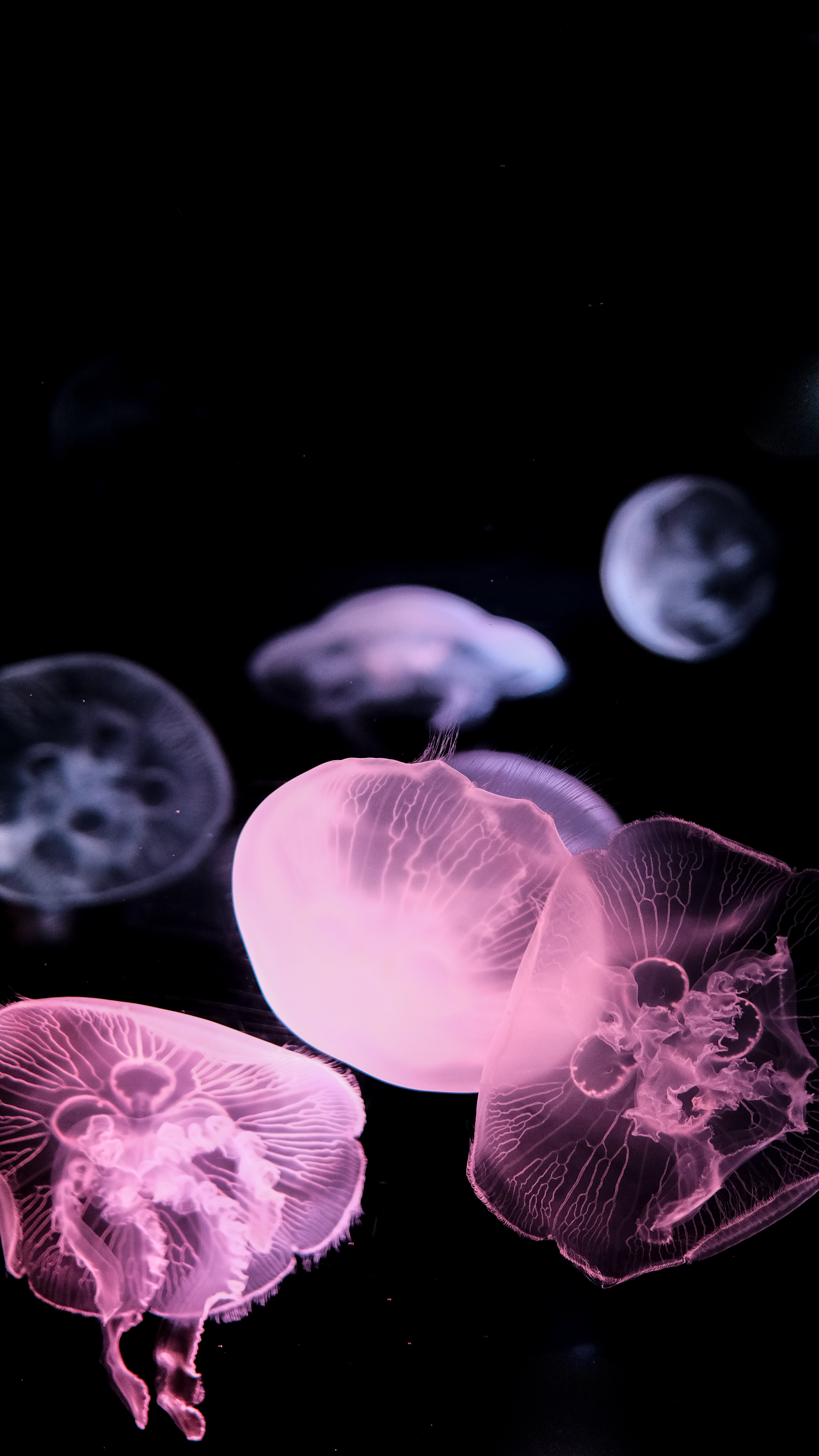 Download Jellyfish wallpaper for mobile phone, free Jellyfish HD picture