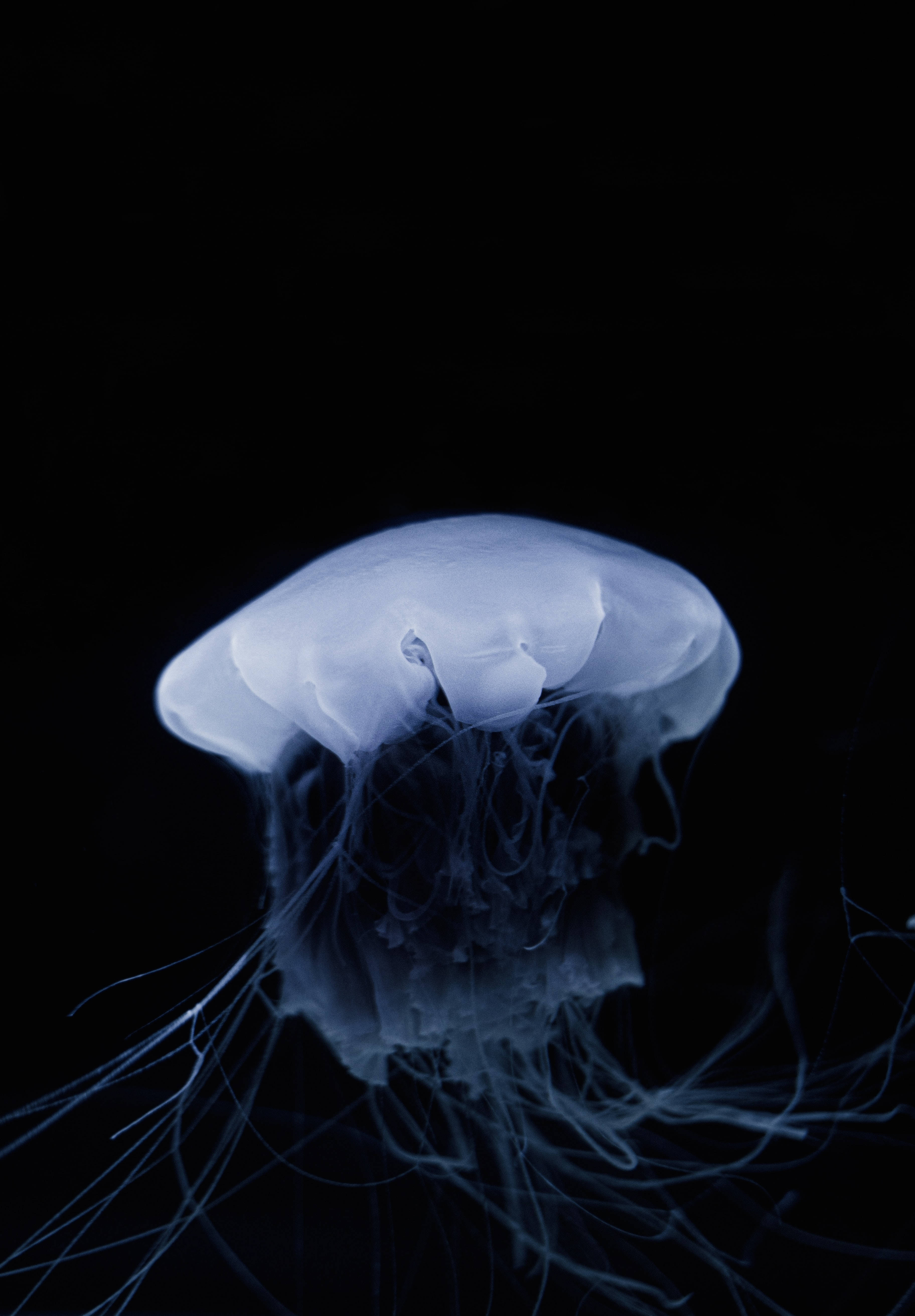 Download Jellyfish Wallpaper
