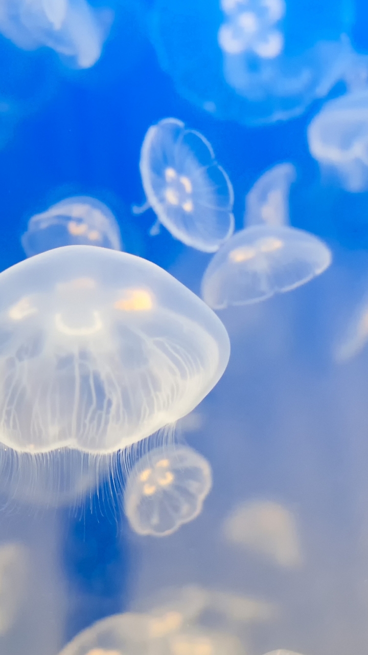 Jellyfish Phone Wallpaper