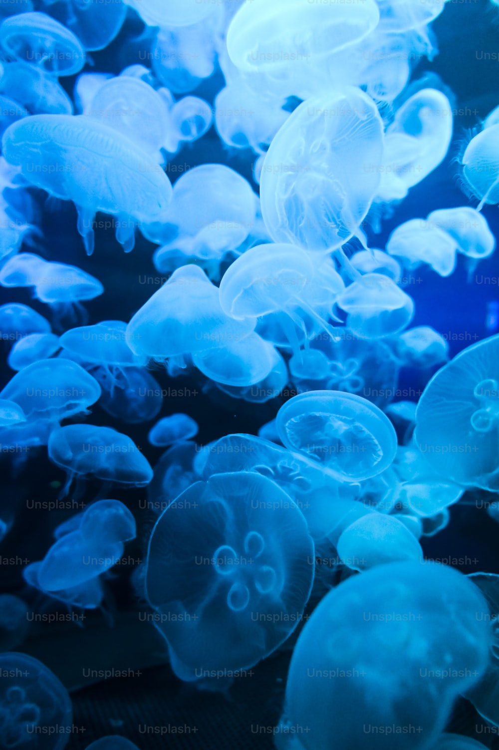 Jellyfish Picture [HD]. Download Free Image