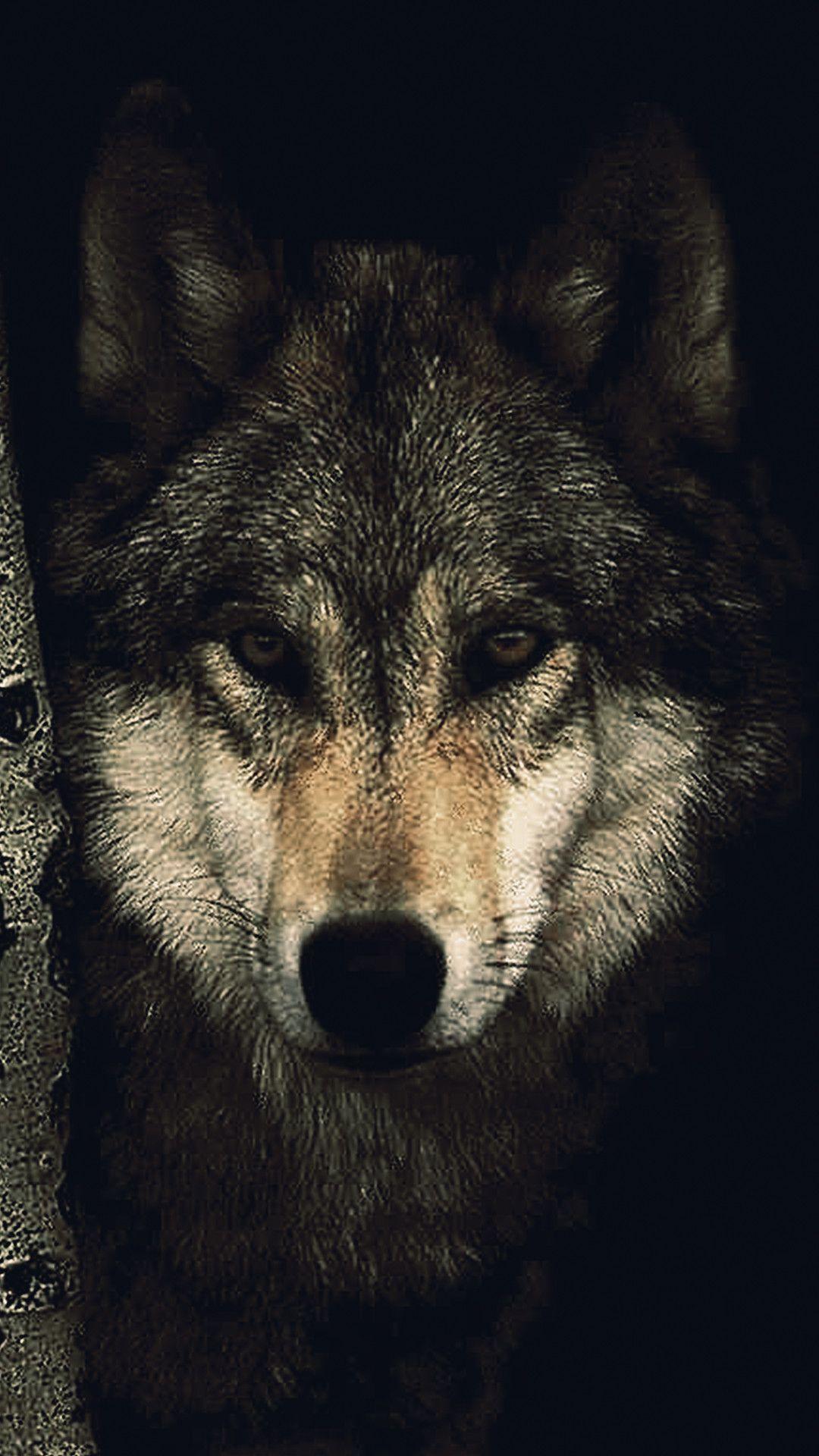 Wolf HD Phone Wallpaper