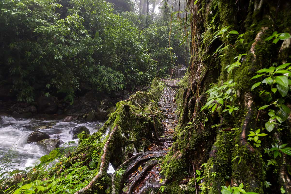The Living Root Bridges Of Cherrapunji In Megahalya, India. Travel Photography Blog by Nisa Maier and Ulli Maier