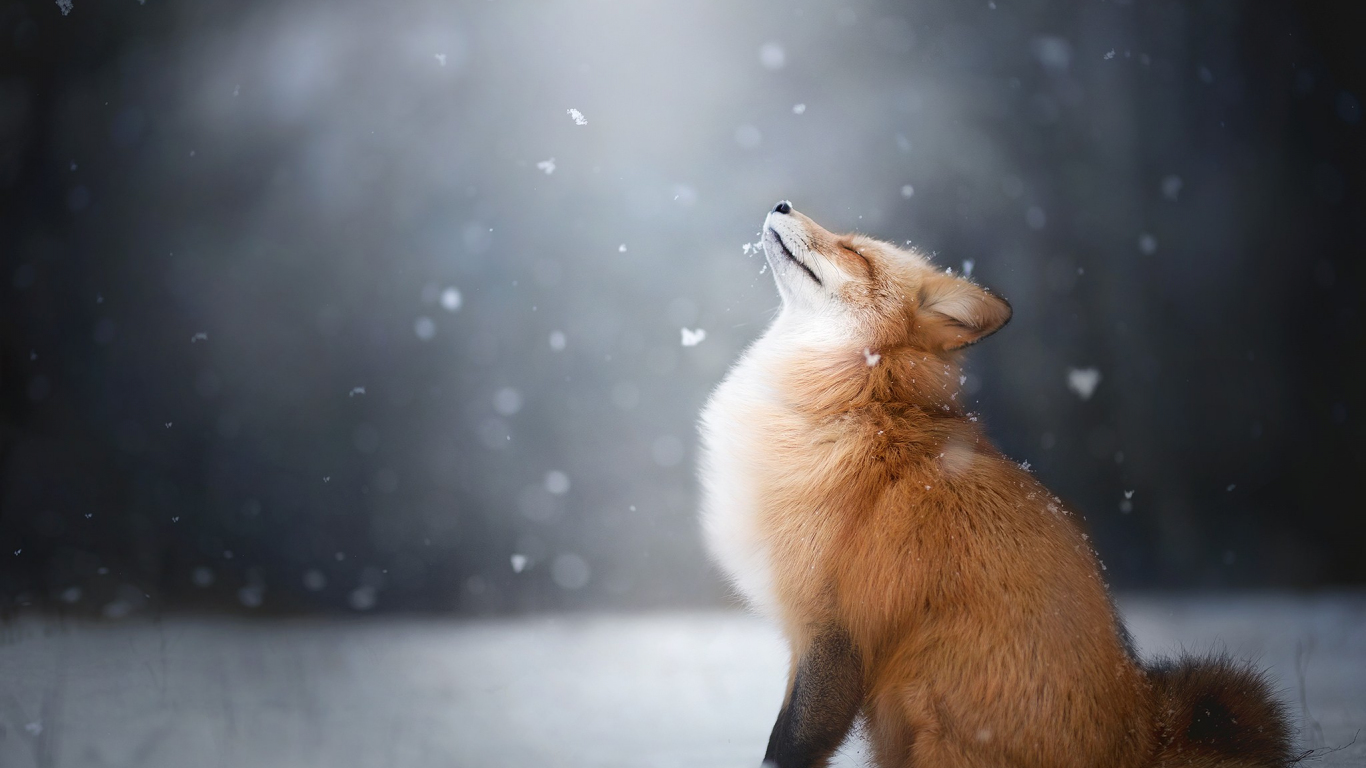 Download 1366x768 Wallpaper Happiness Of Red Fox, Furry Animal, Winter, Tablet, Laptop, 1366x768 HD Image, Background, 12306