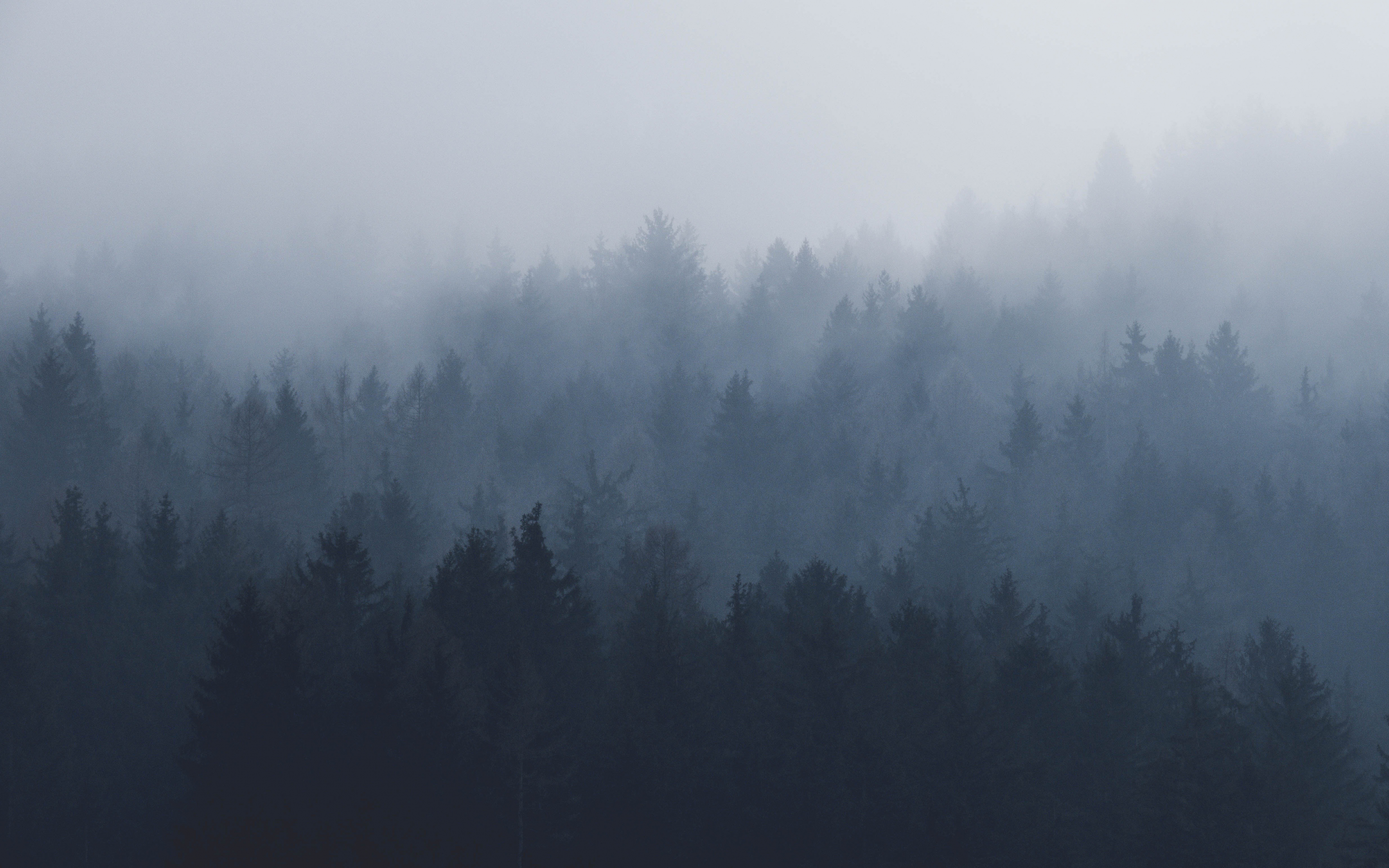 Download wallpaper 3840x2400 misty day, fog, nature, trees 4k wallaper, 4k ultra HD 16:10 wallpaper, 3840x2400 HD background, 2848
