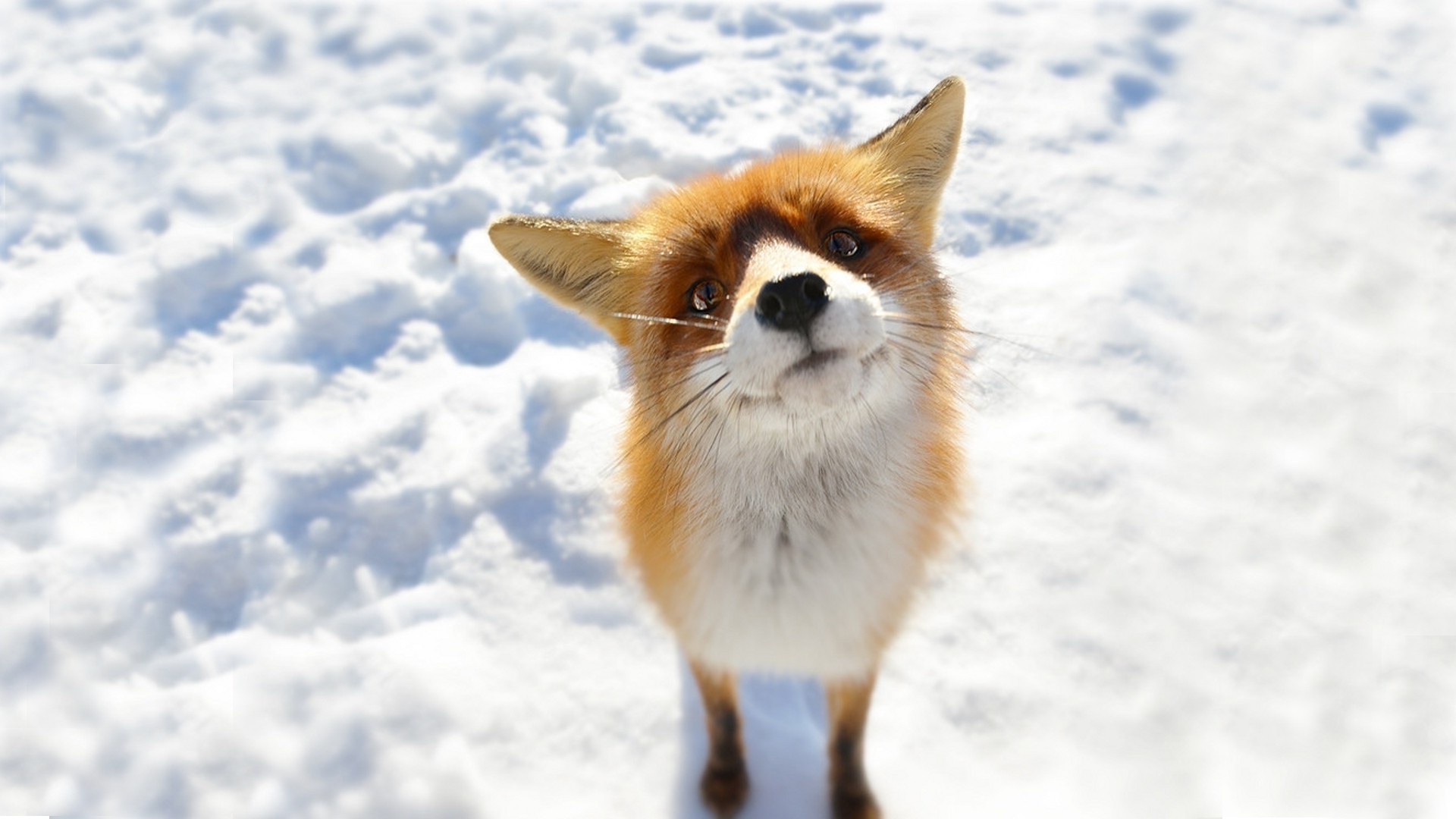 Snow Winter Red Fox Animal Fox HD Wallpaper