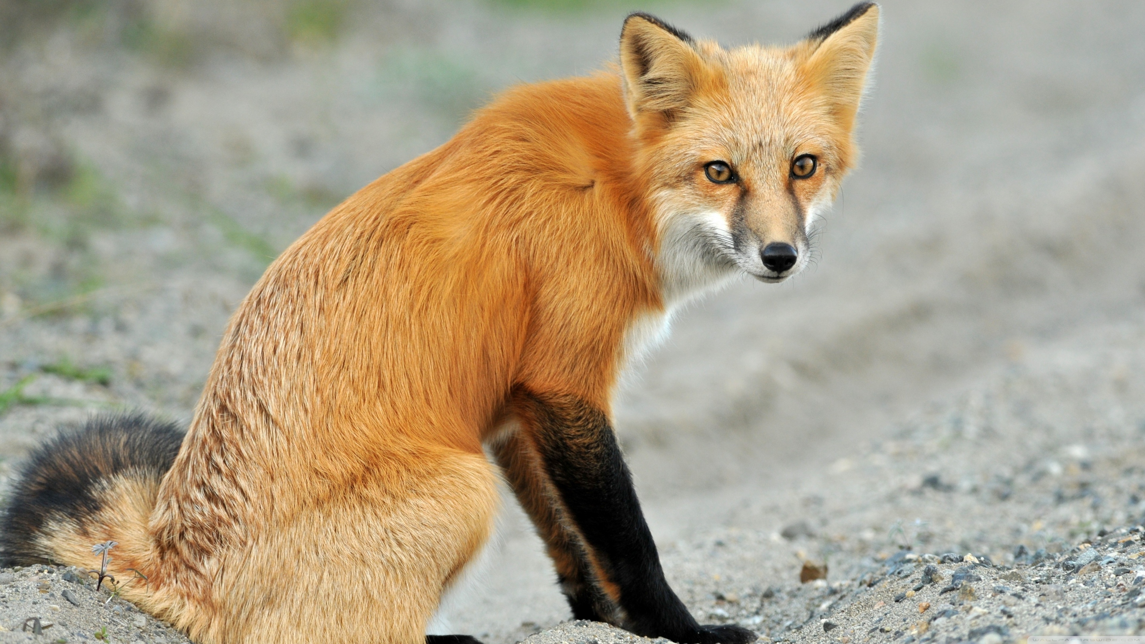 Red Fox Ultra HD Desktop Background Wallpaper for 4K UHD TV, Widescreen & UltraWide Desktop & Laptop