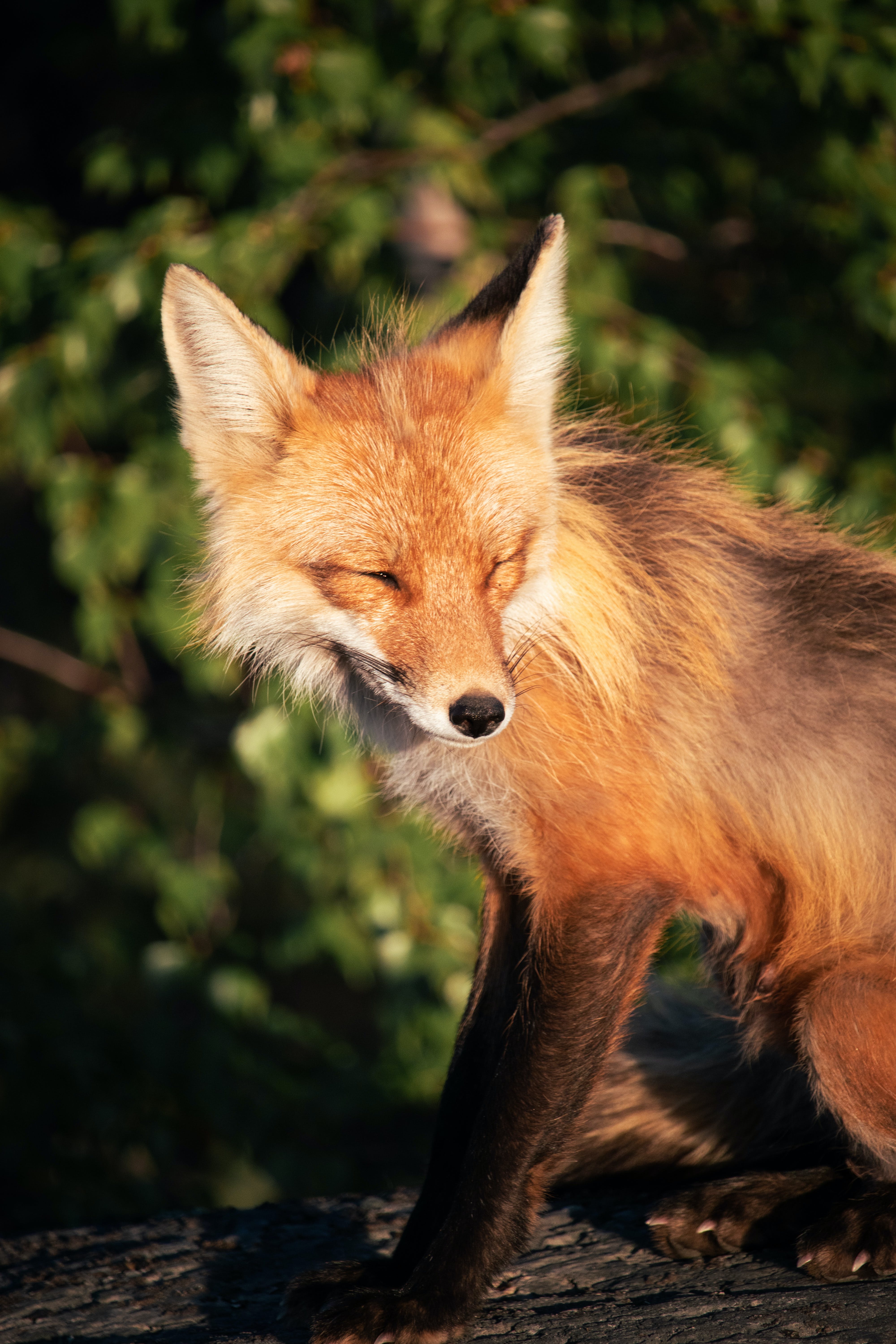 Red Foxes Photo, Download The BEST Free Red Foxes & HD Image