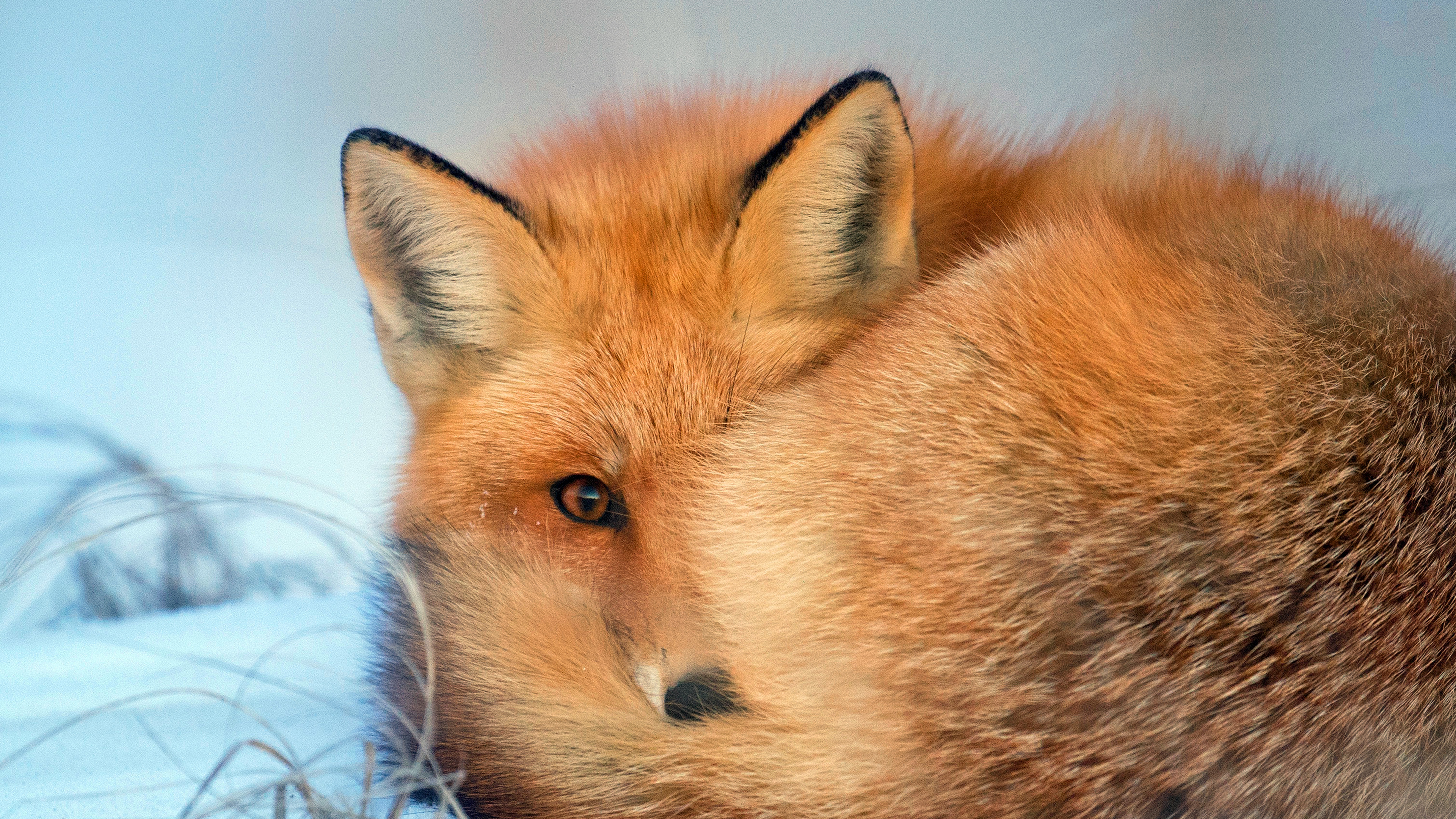 wallpaper for desktop, laptop. fox cold winter red nature animal