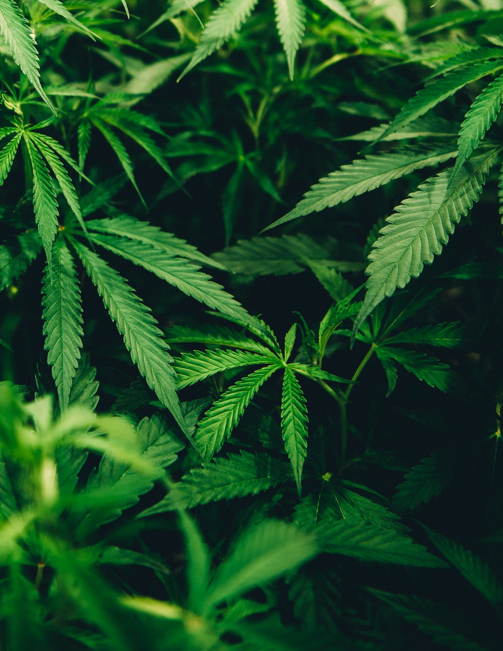 Cannabis Picture. Download Free