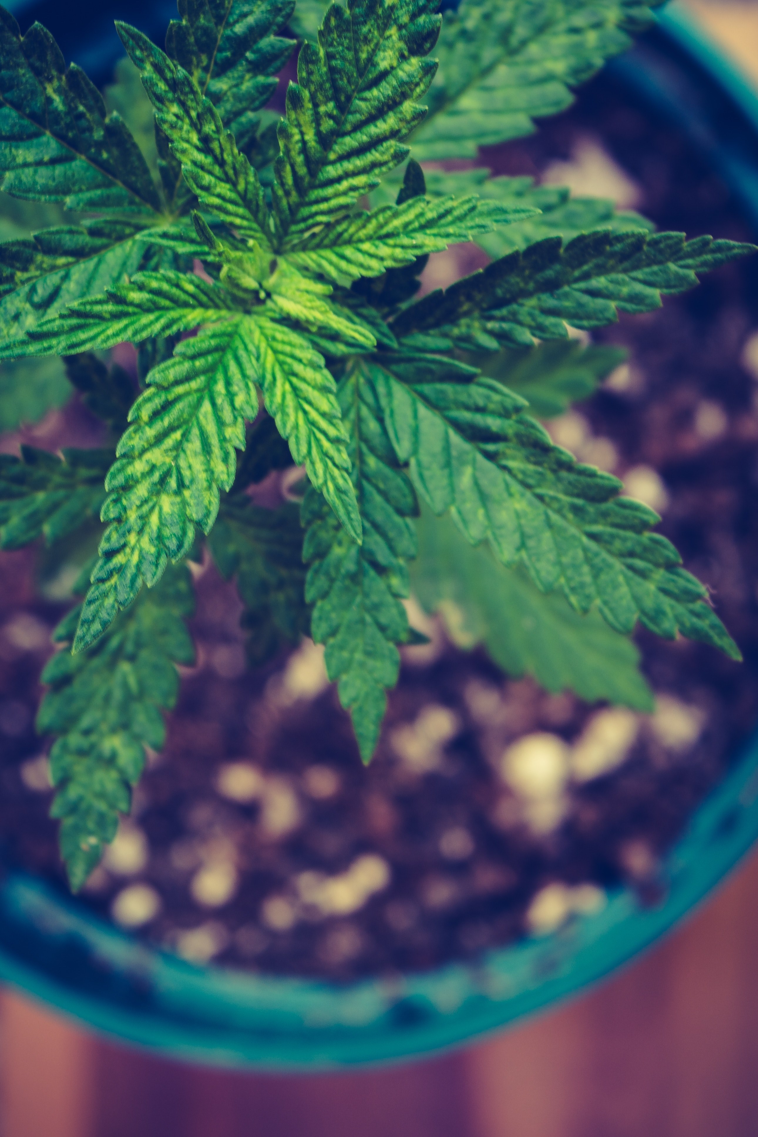 marihuana leaf marihuana cannabi and weed hd, 4k Phone HD Wallpaper