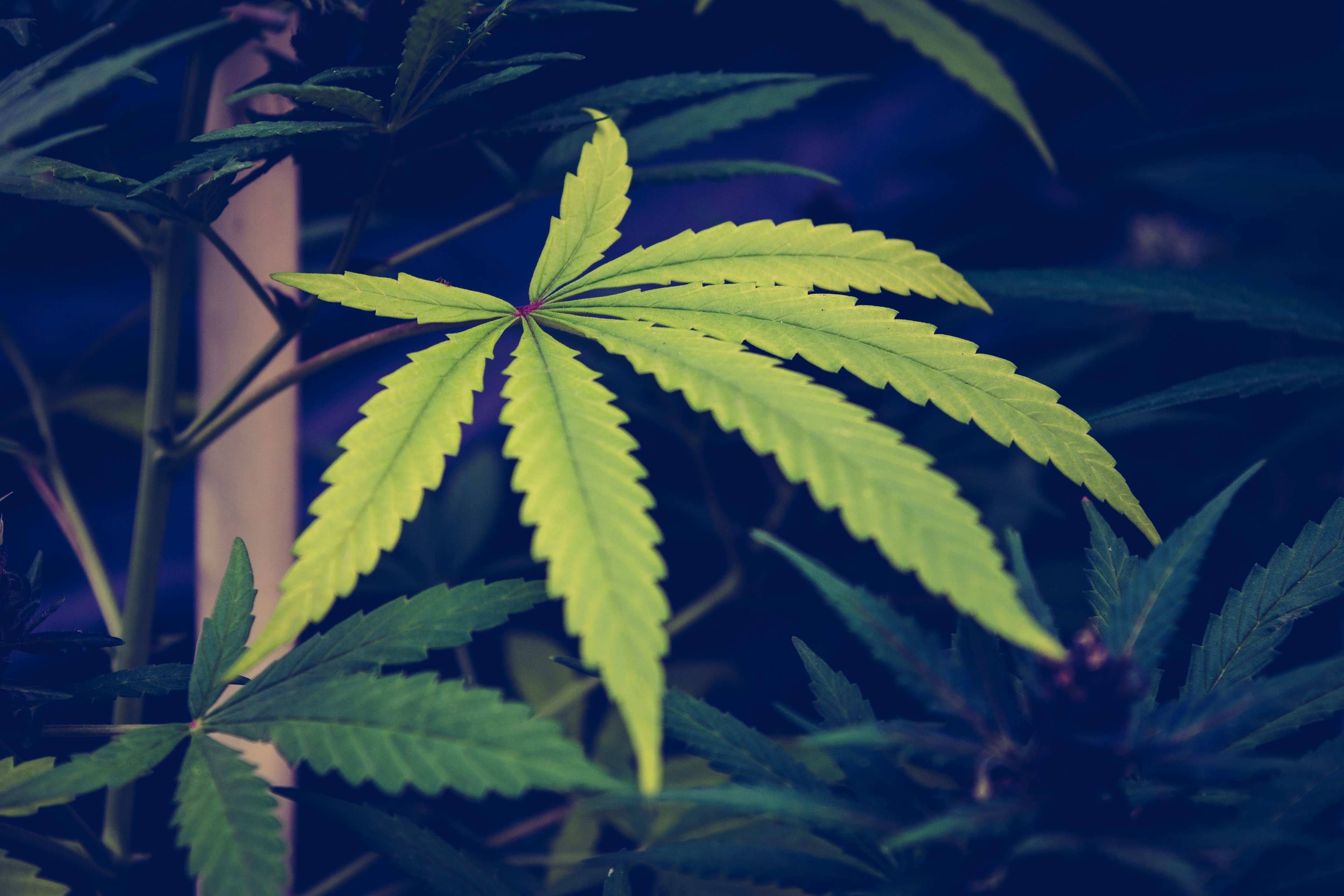 cannabi marihuana pot and weed 4k HD Wallpaper