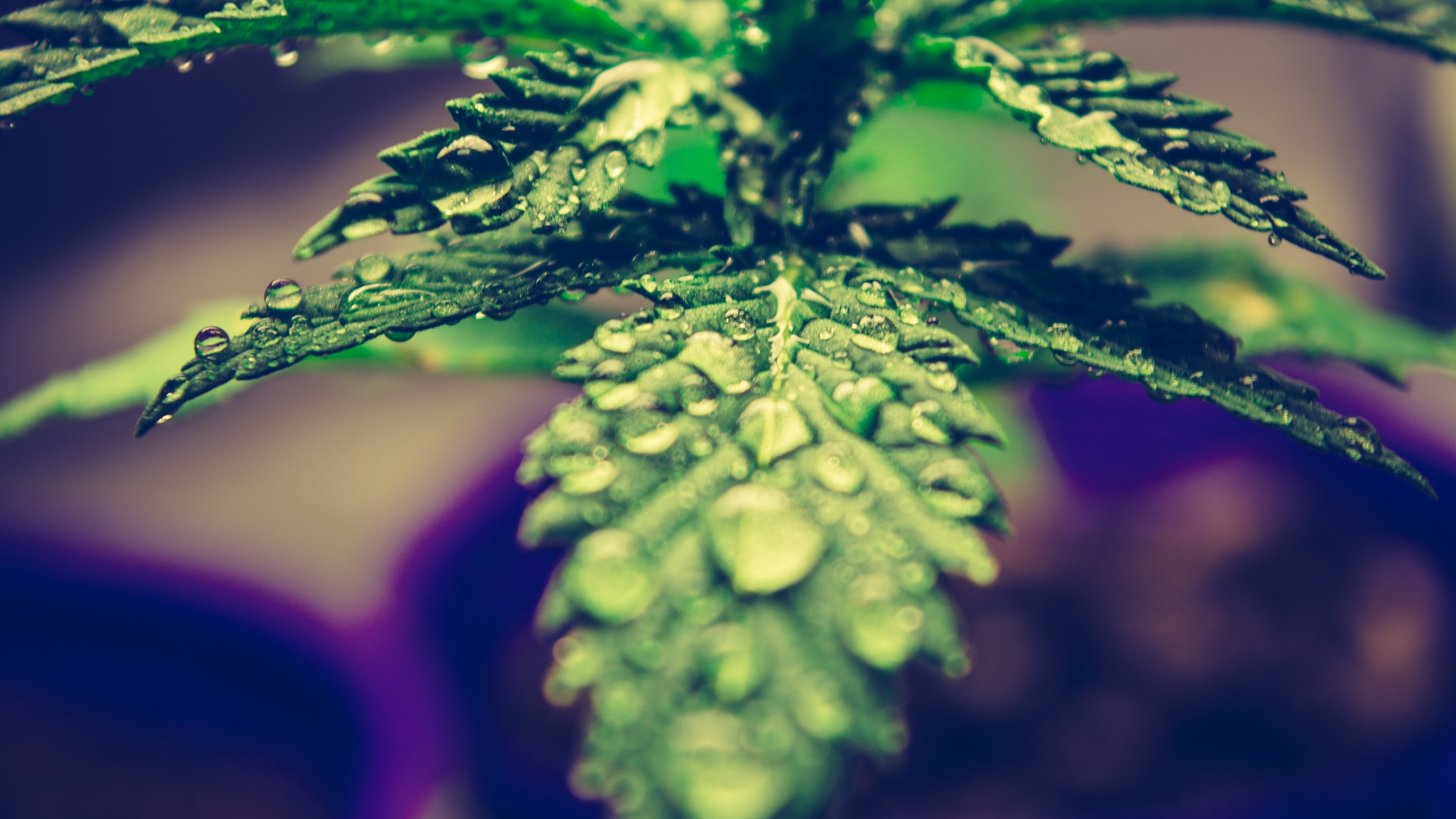 marihuana cannabi weed and citru 4k HD Wallpaper