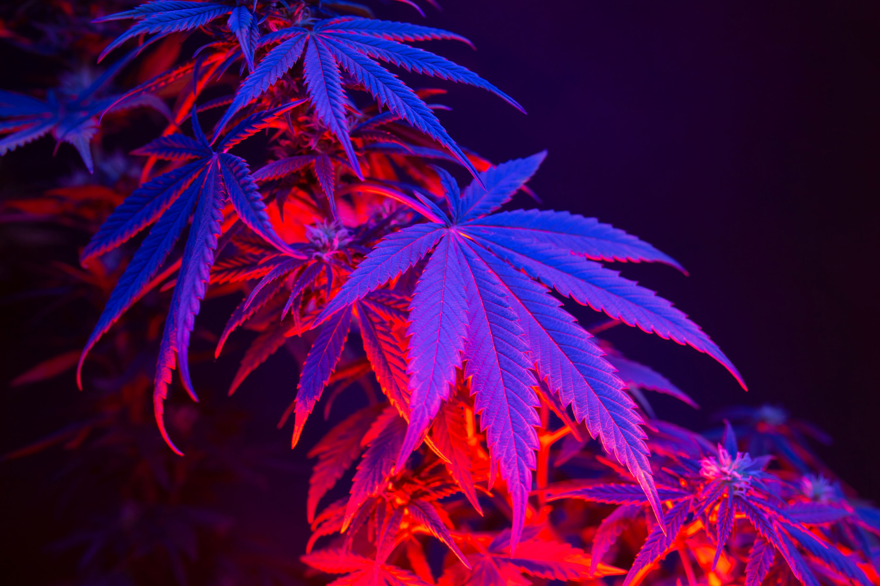 Avanza legalización de Marihuana en México: explicamos los cambios