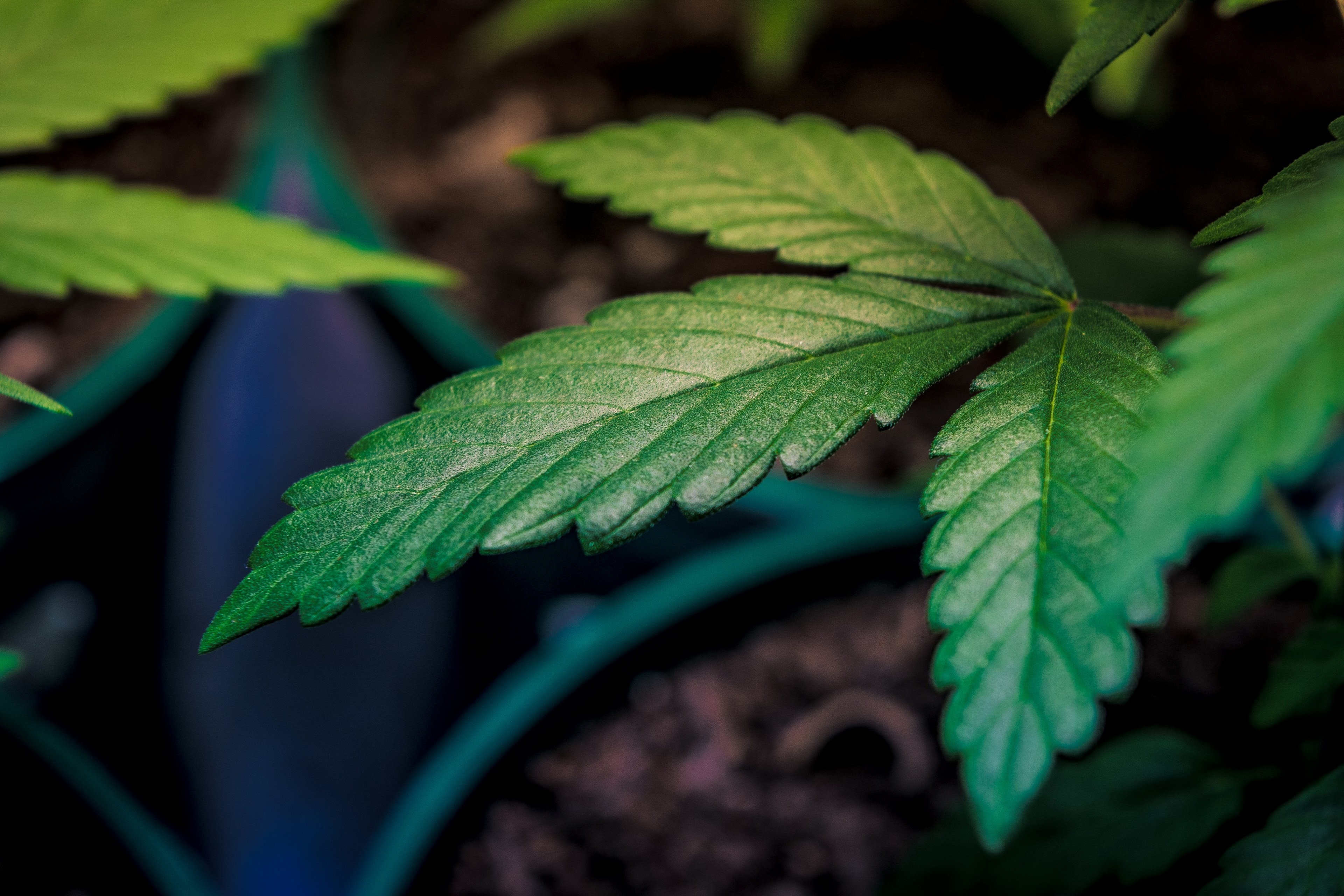 marihuana cannabi and weed 4k HD Wallpaper